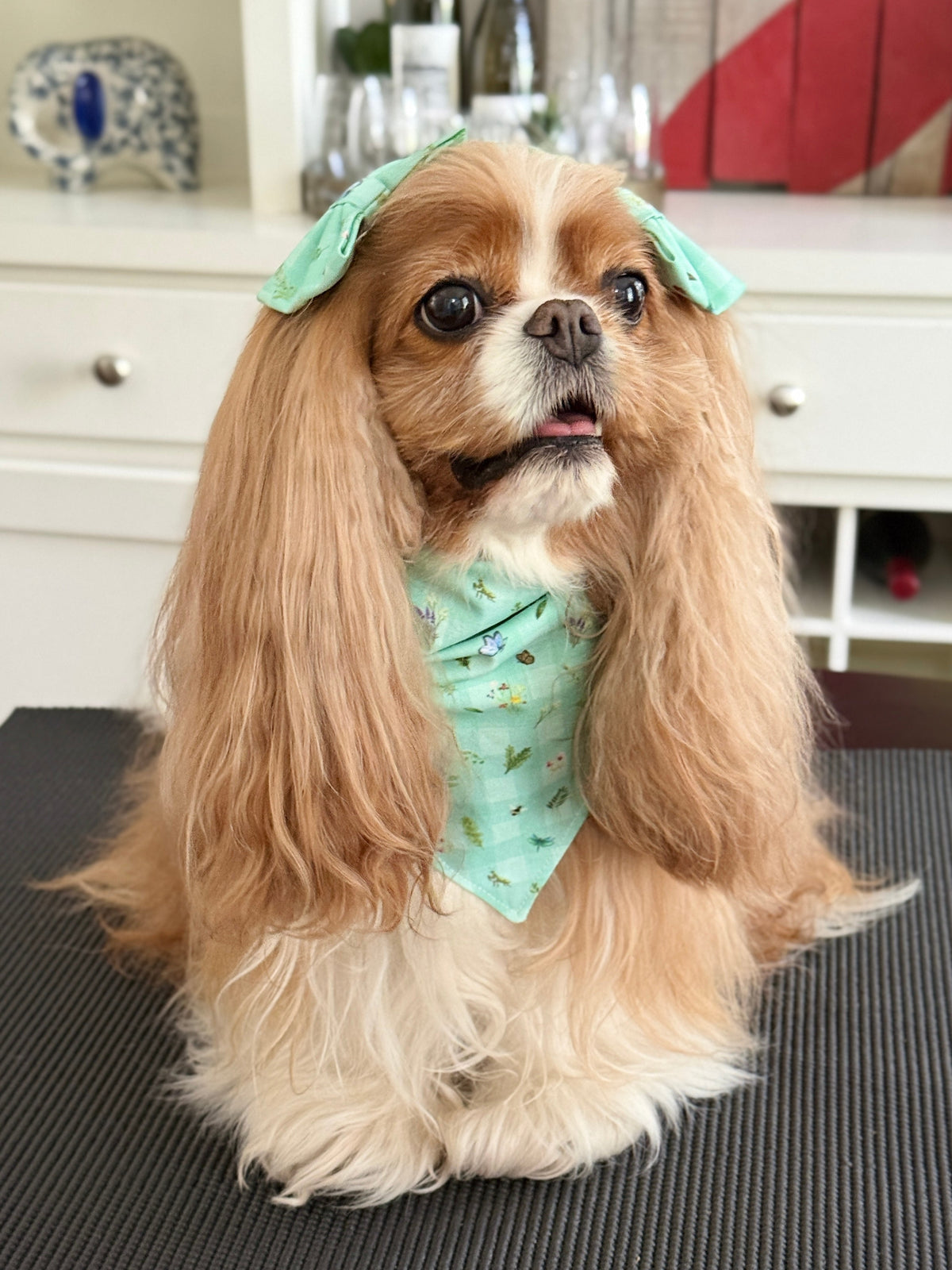Intermission Wardrobe Change Reversible Bandanas
