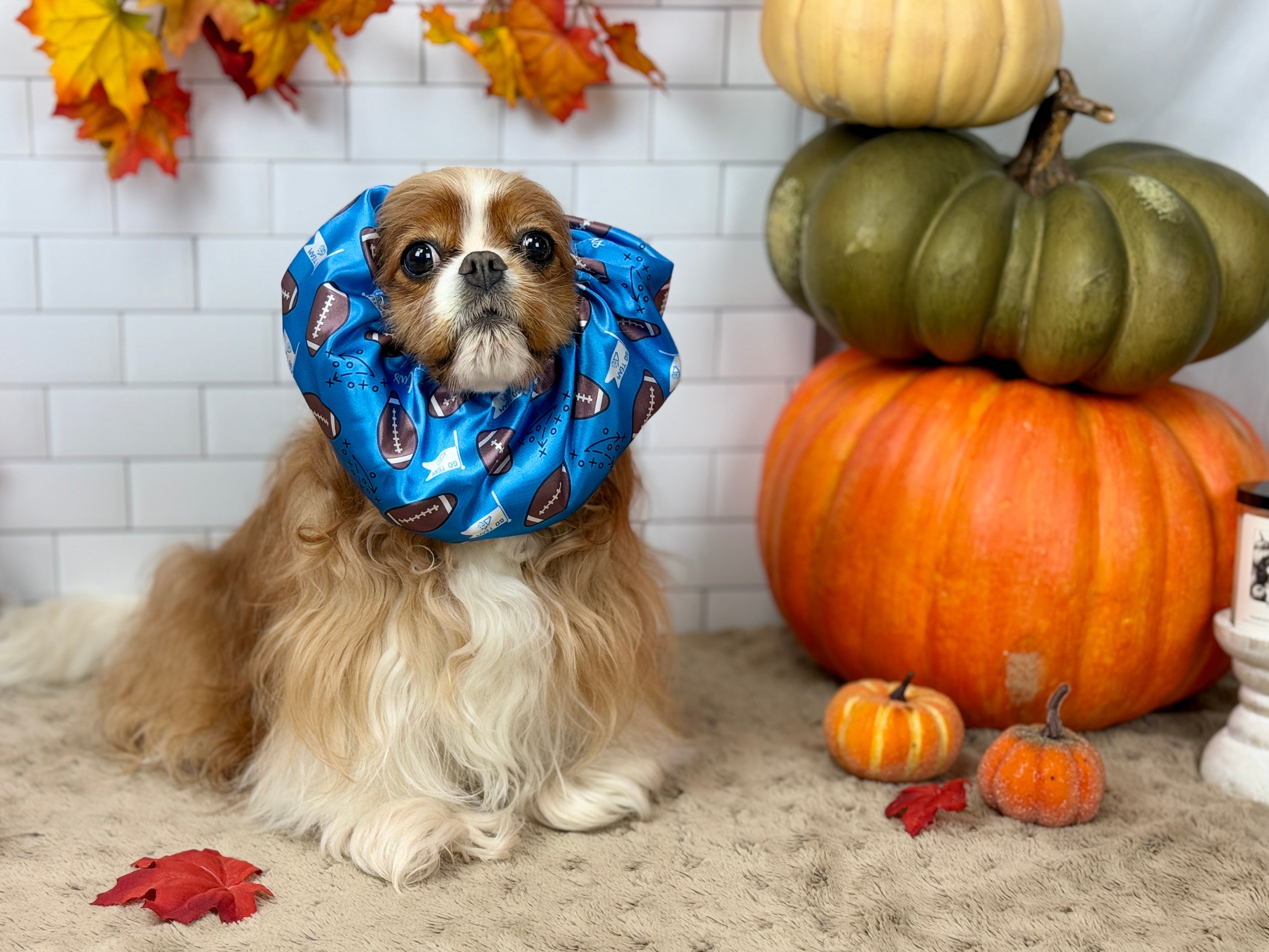 The Long-Ear Struggles are Real Snood