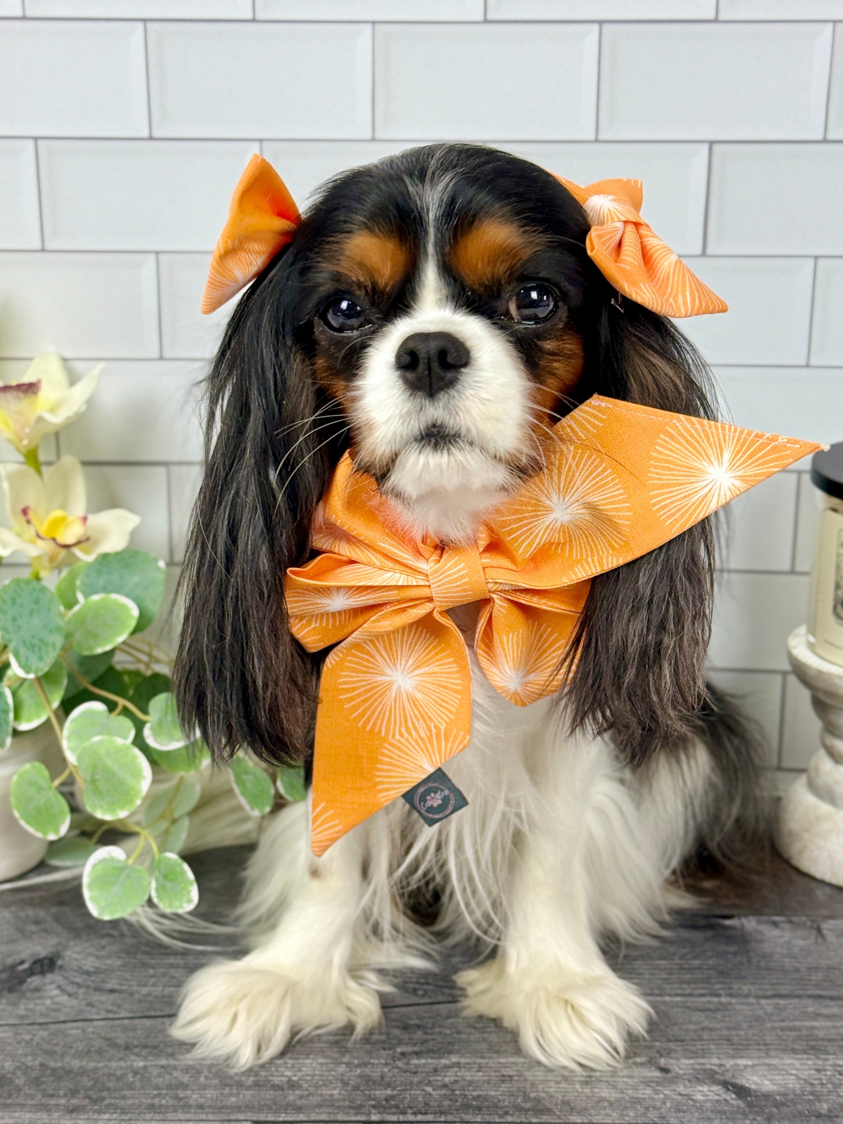 Strike a Pose Bow - My Little Garden & Dandelion Wishes