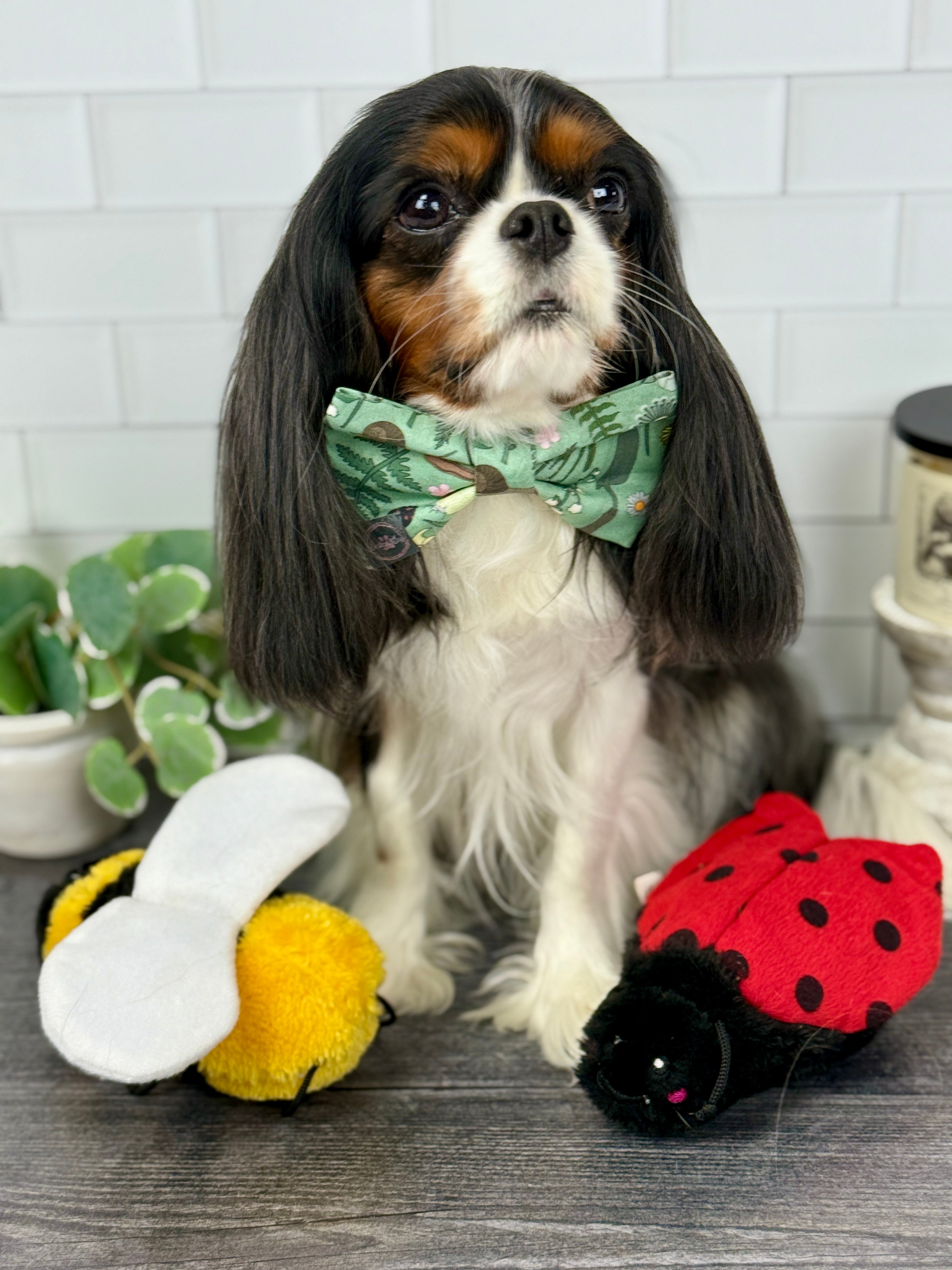 Dress to Impress Bow Tie - My Little Garden & Dandelion Wishes