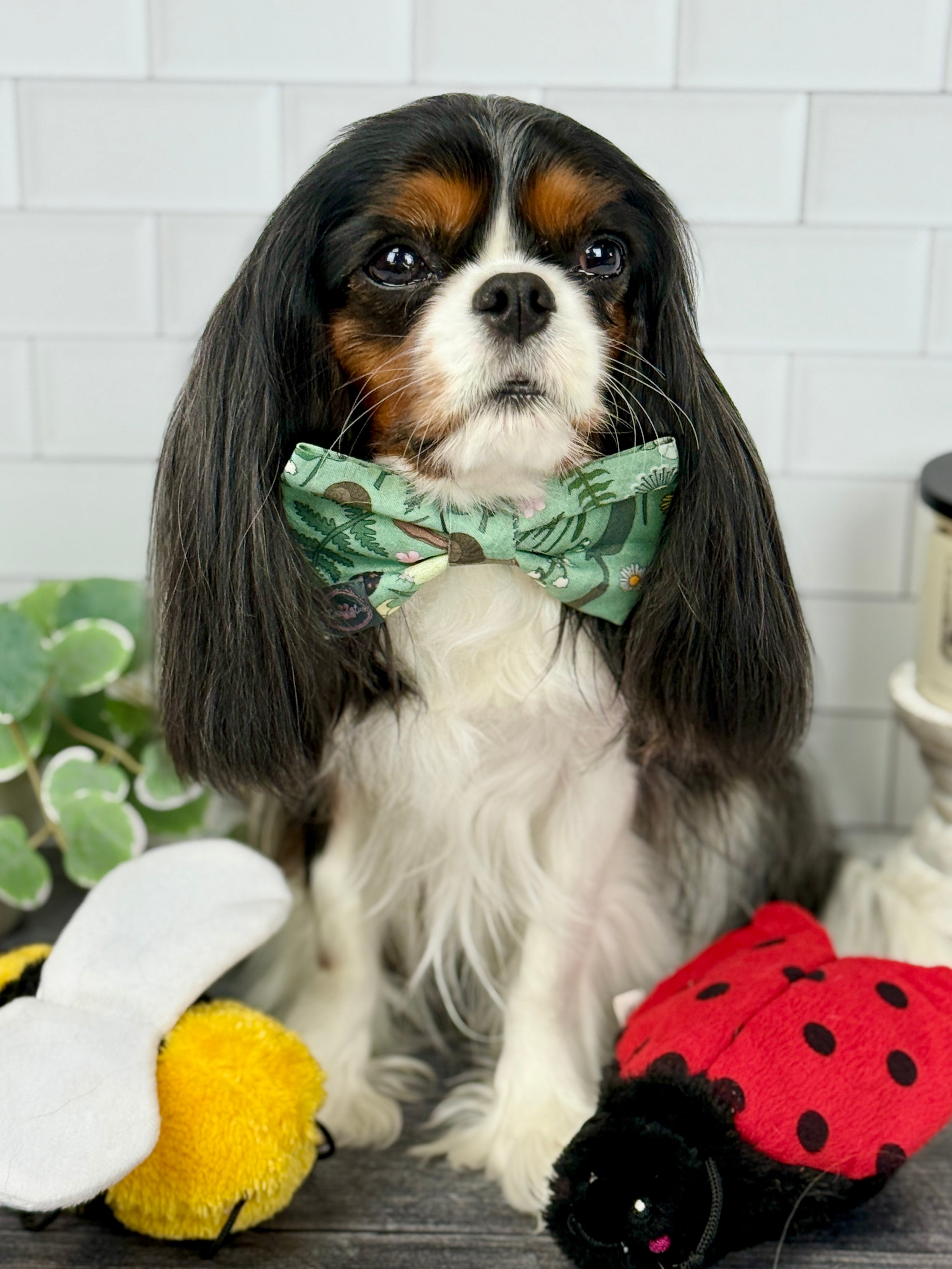 Dress to Impress Bow Tie - My Little Garden & Dandelion Wishes