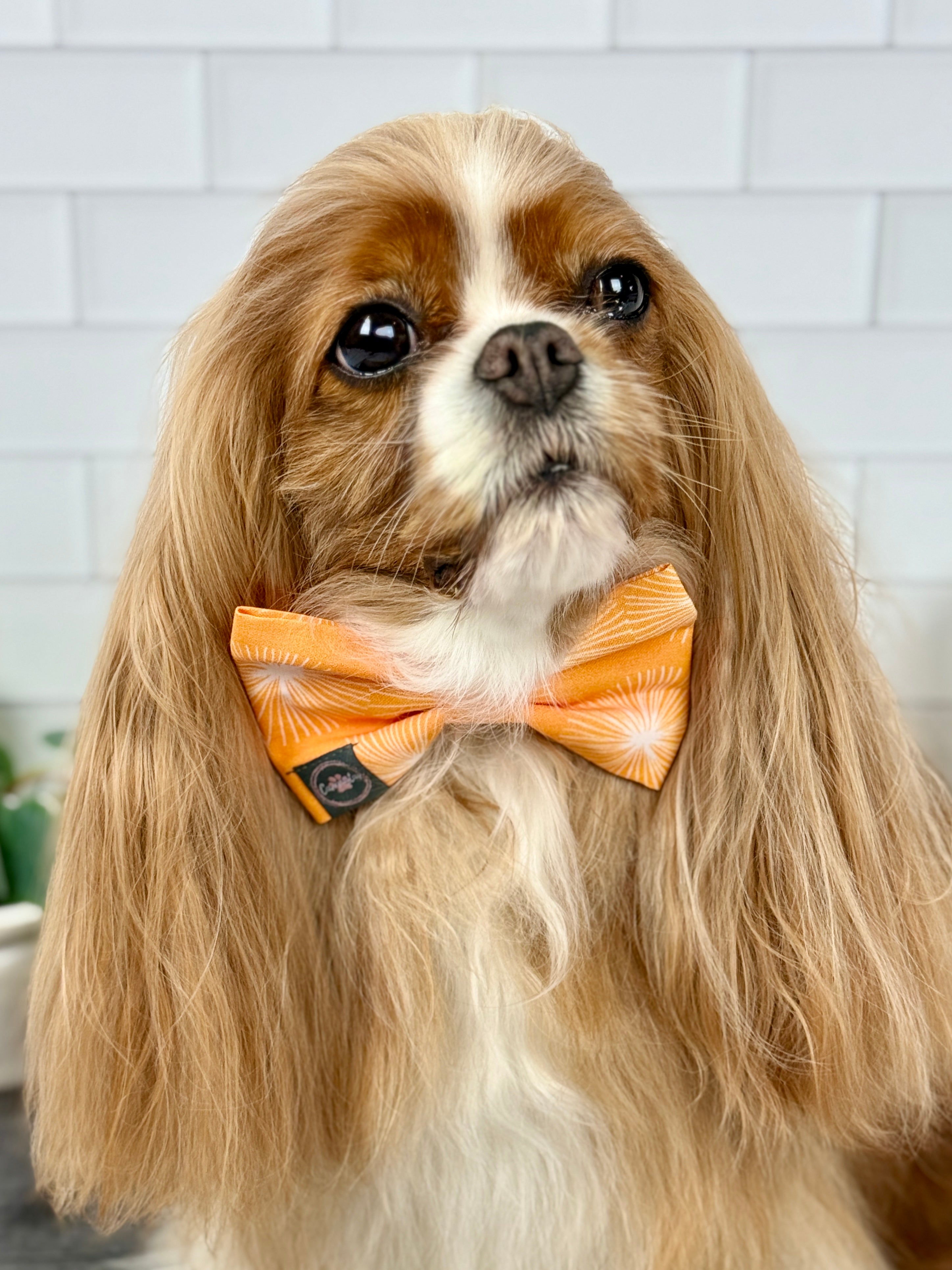 Dress to Impress Bow Tie - My Little Garden & Dandelion Wishes