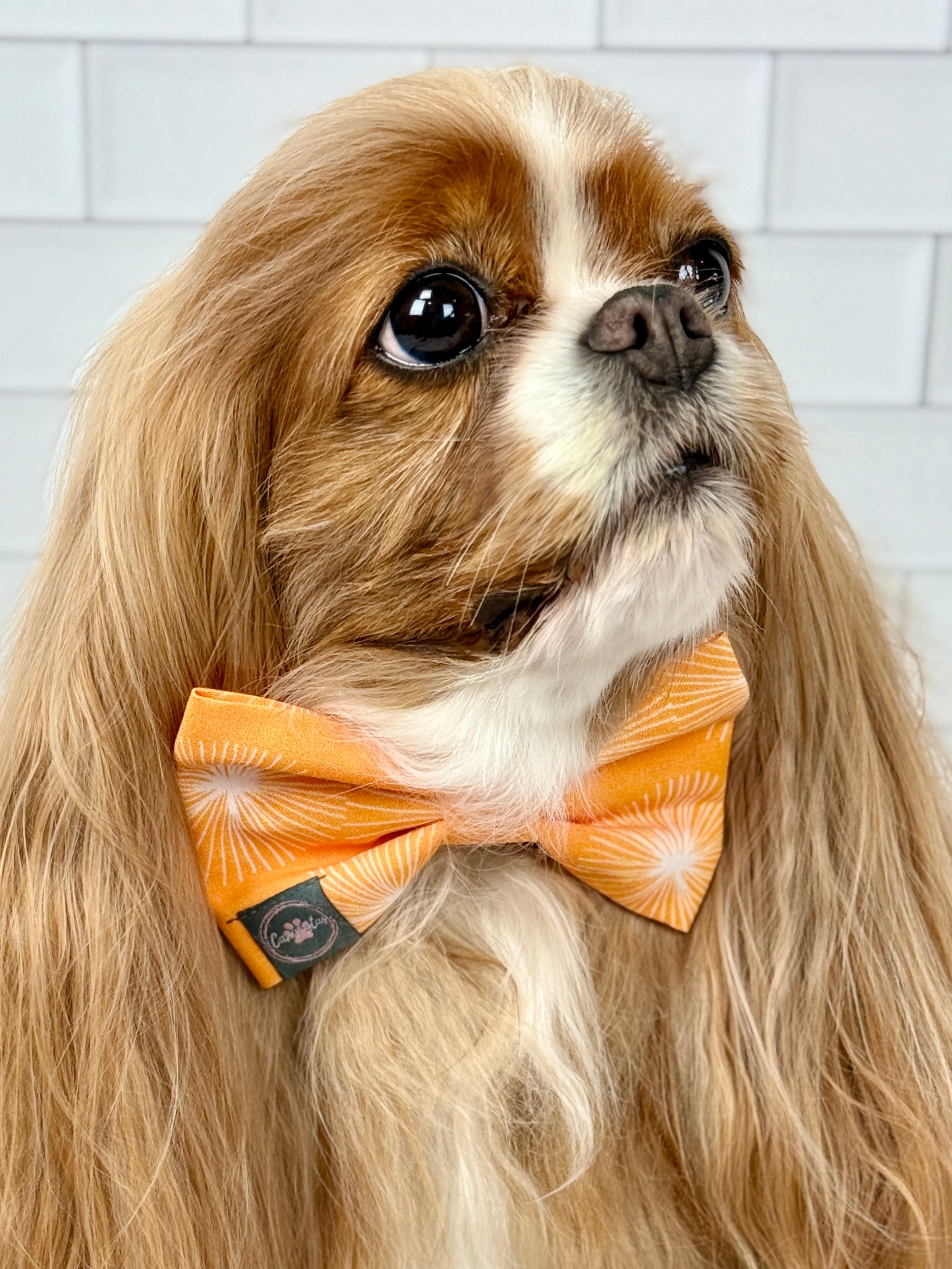 Dress to Impress Bow Tie - My Little Garden & Dandelion Wishes