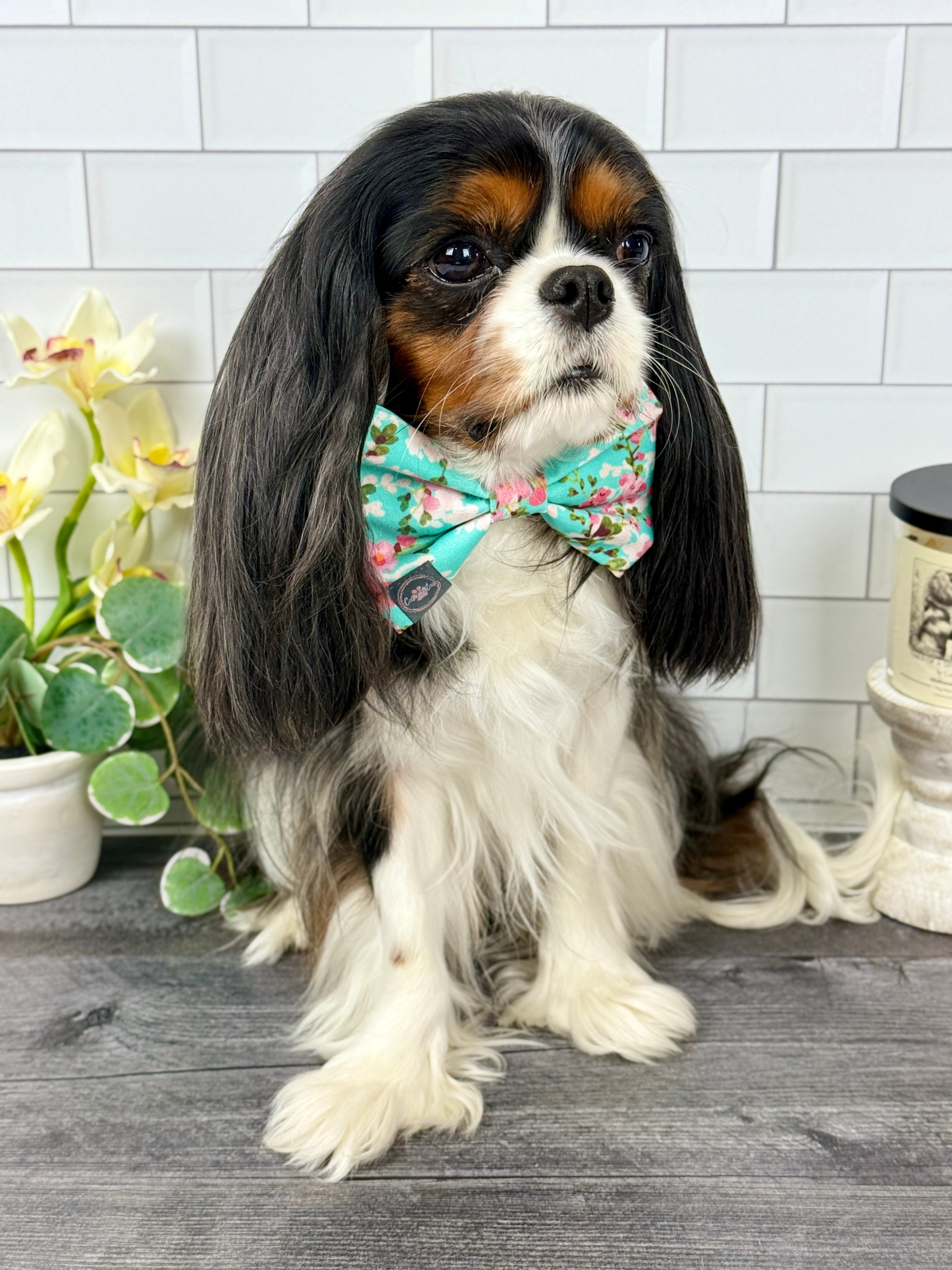 Dress to Impress Bow Tie - Sakura Skies & Cherry Blossom Confetti