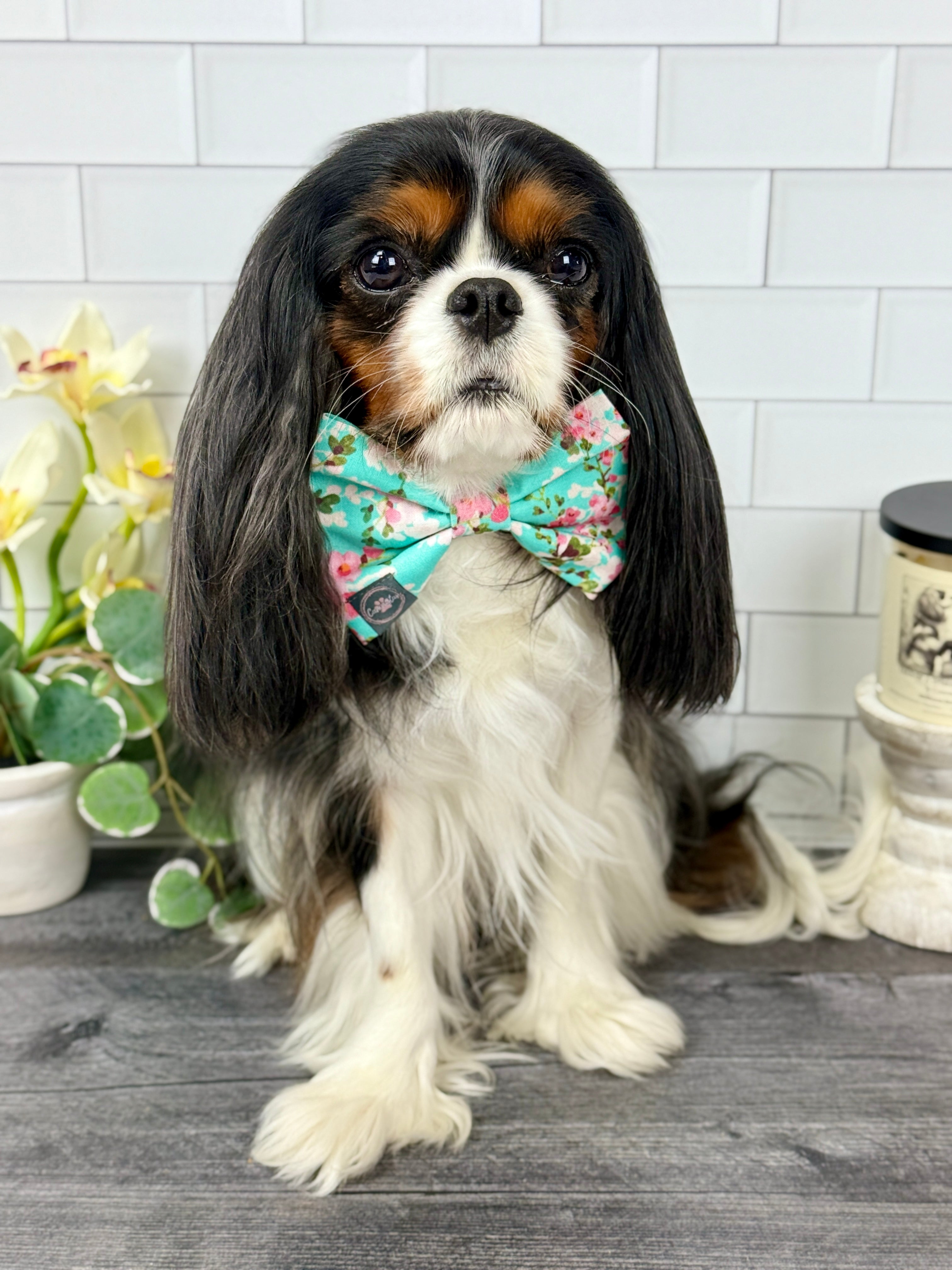 Dress to Impress Bow Tie - Sakura Skies & Cherry Blossom Confetti