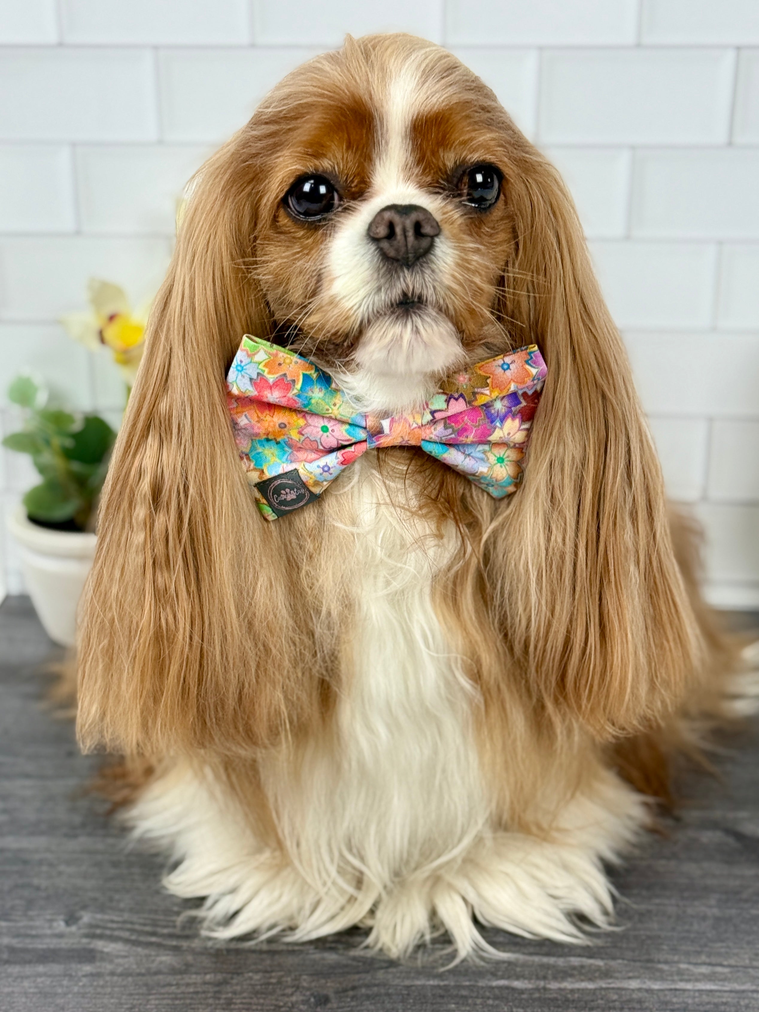 Dress to Impress Bow Tie - Sakura Skies & Cherry Blossom Confetti