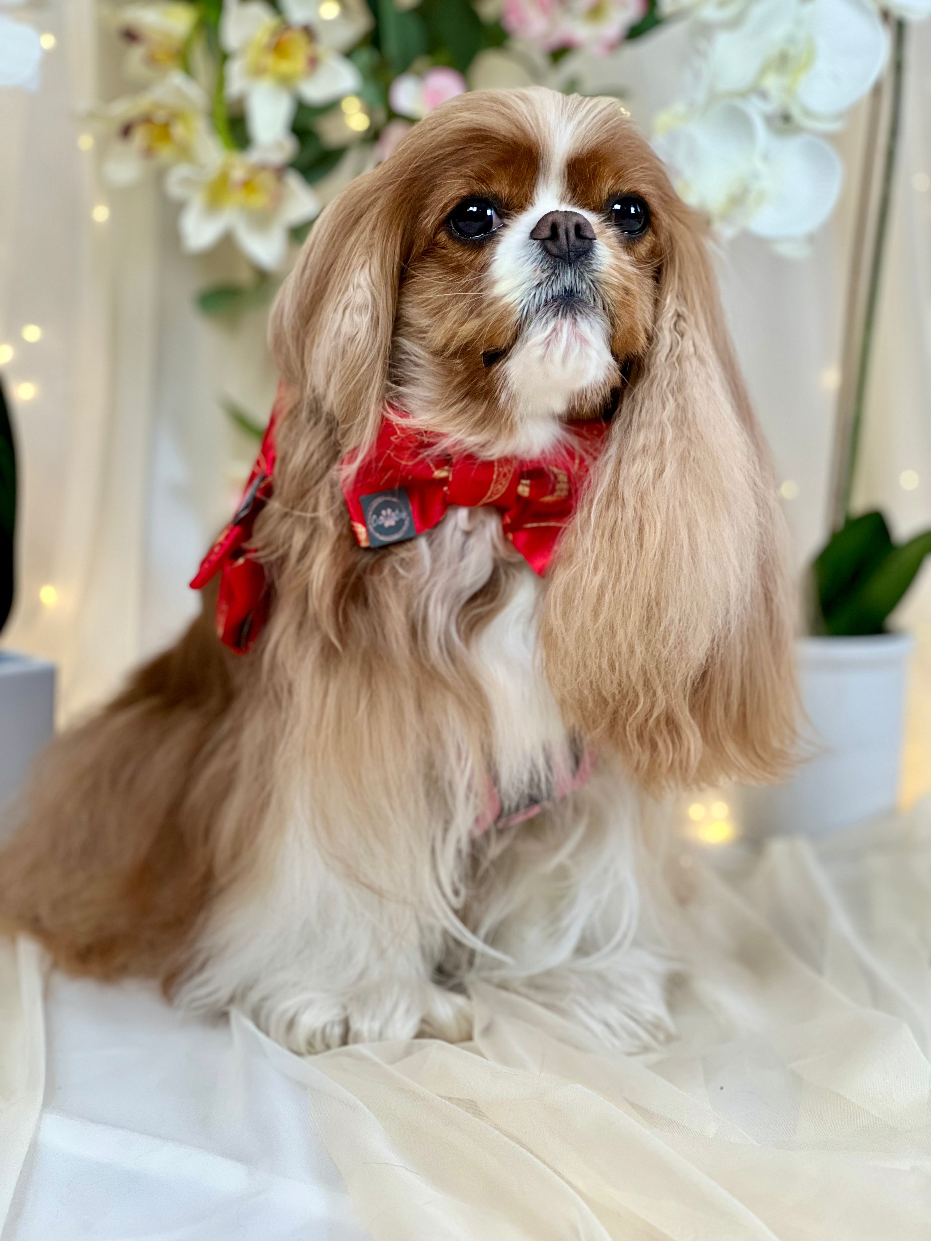 Dress to Impress Bow Tie - Chinese New Year