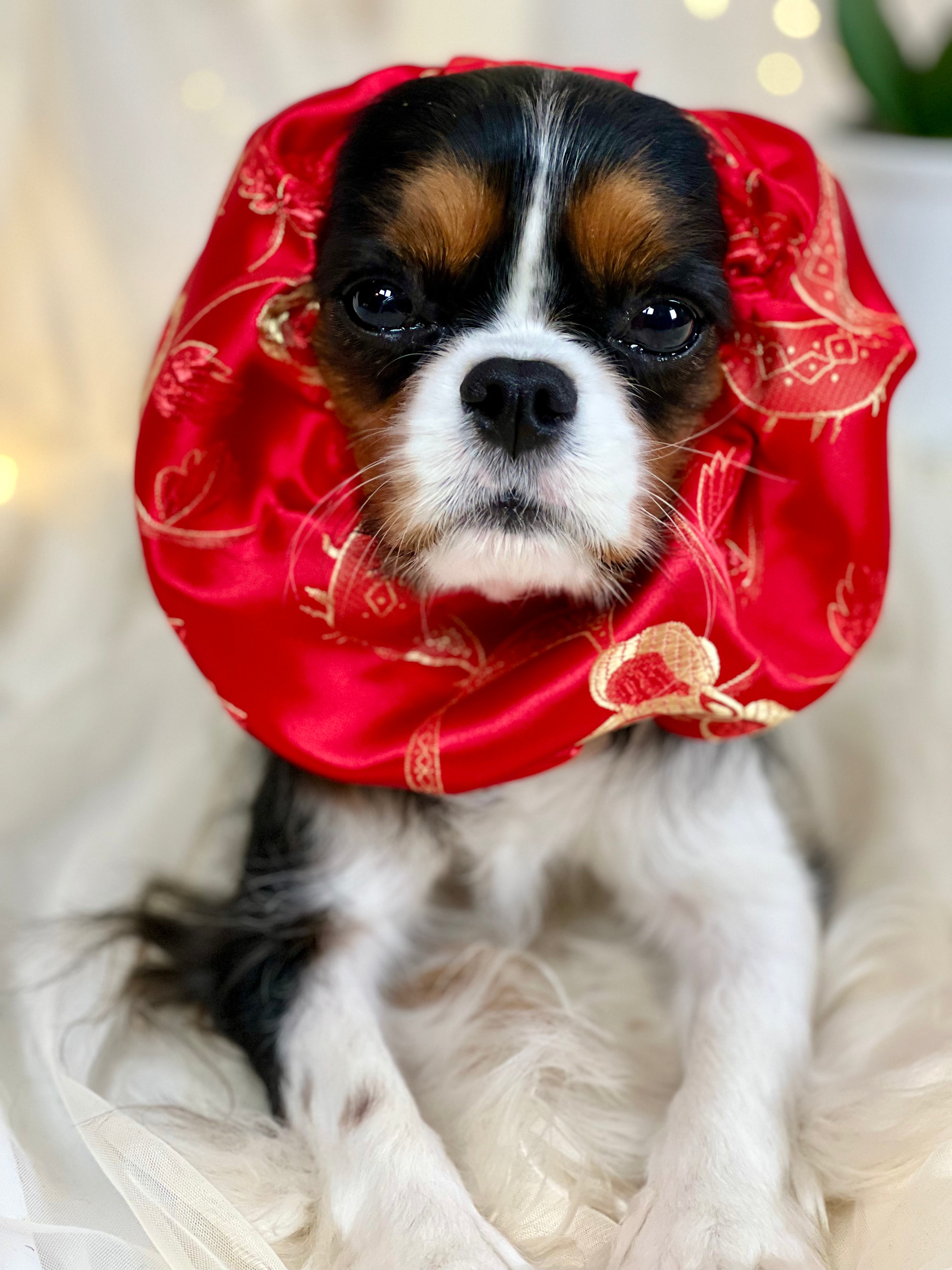 The Long Ear Struggles are Real Snood - Chinese New Year