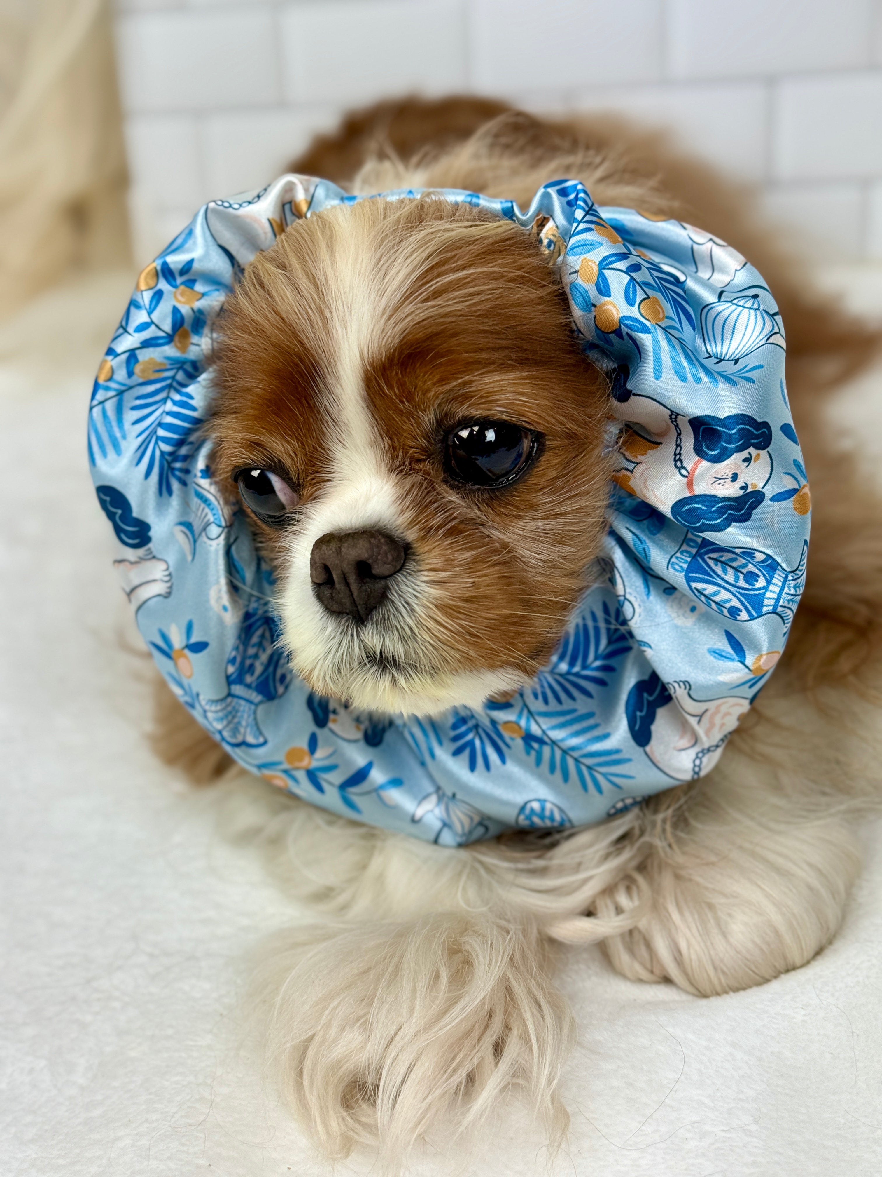 The Long Ear Struggles are Real Snood - Cavaliers at High Tea