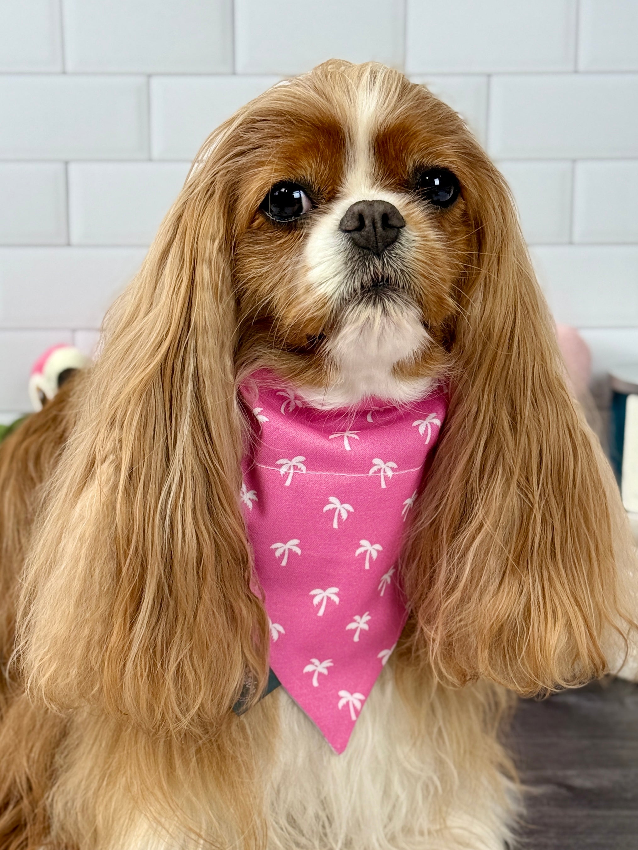 Intermission Wardrobe Change Reversible Bandana - Flamingo Bay & Isle of Palms