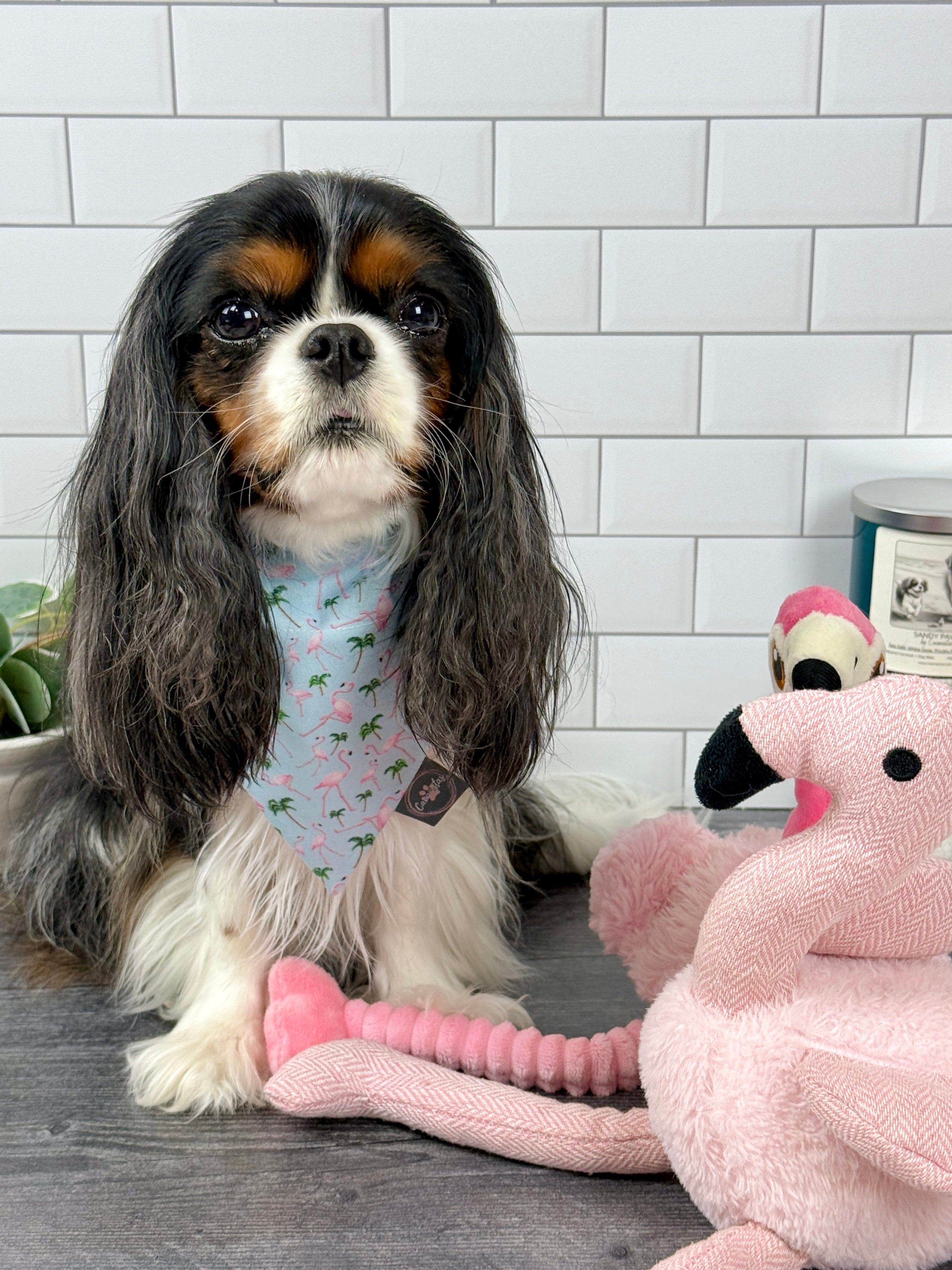 Intermission Wardrobe Change Reversible Bandana - Flamingo Bay & Isle of Palms