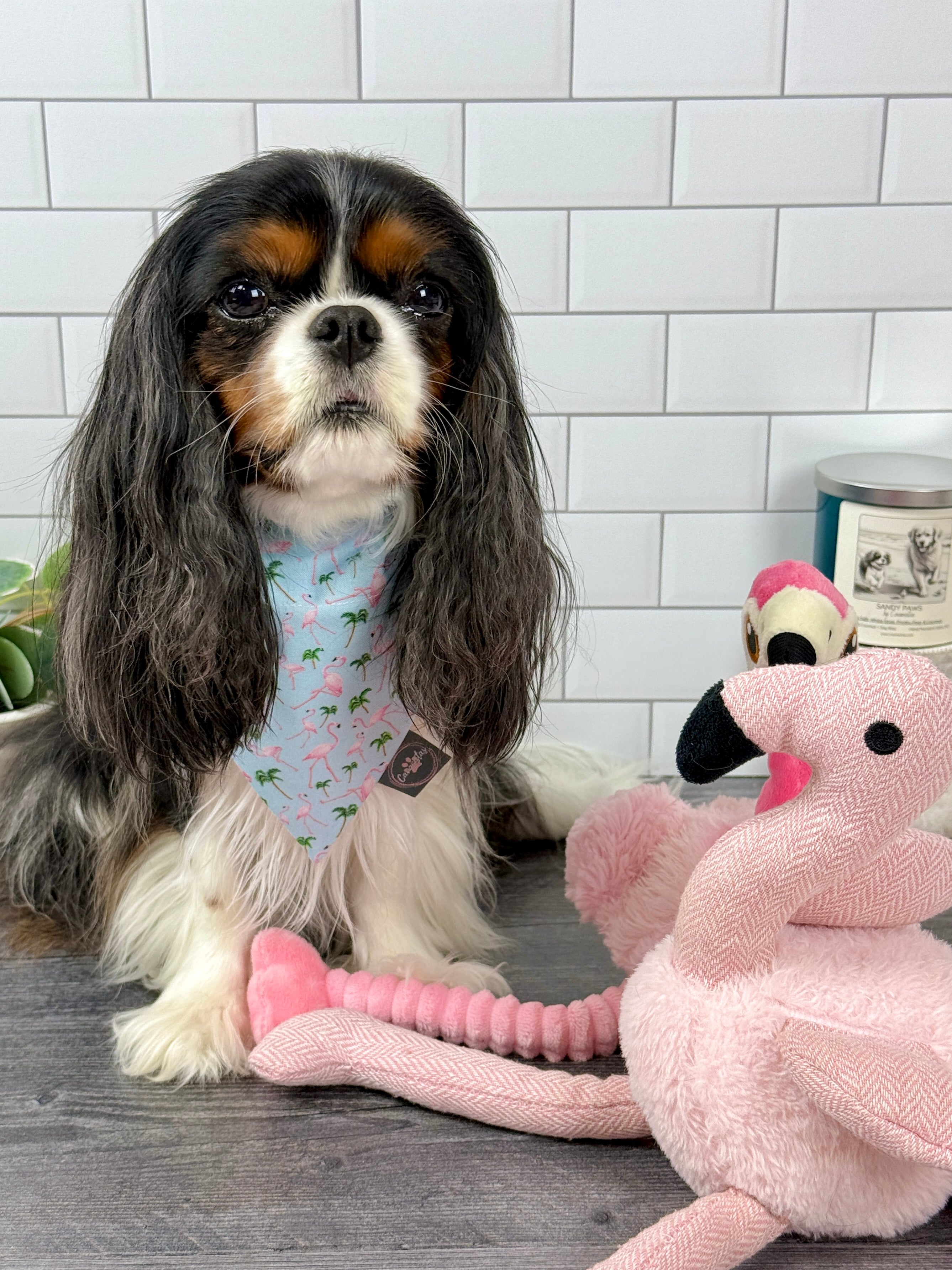 Intermission Wardrobe Change Reversible Bandana - Flamingo Bay & Isle of Palms