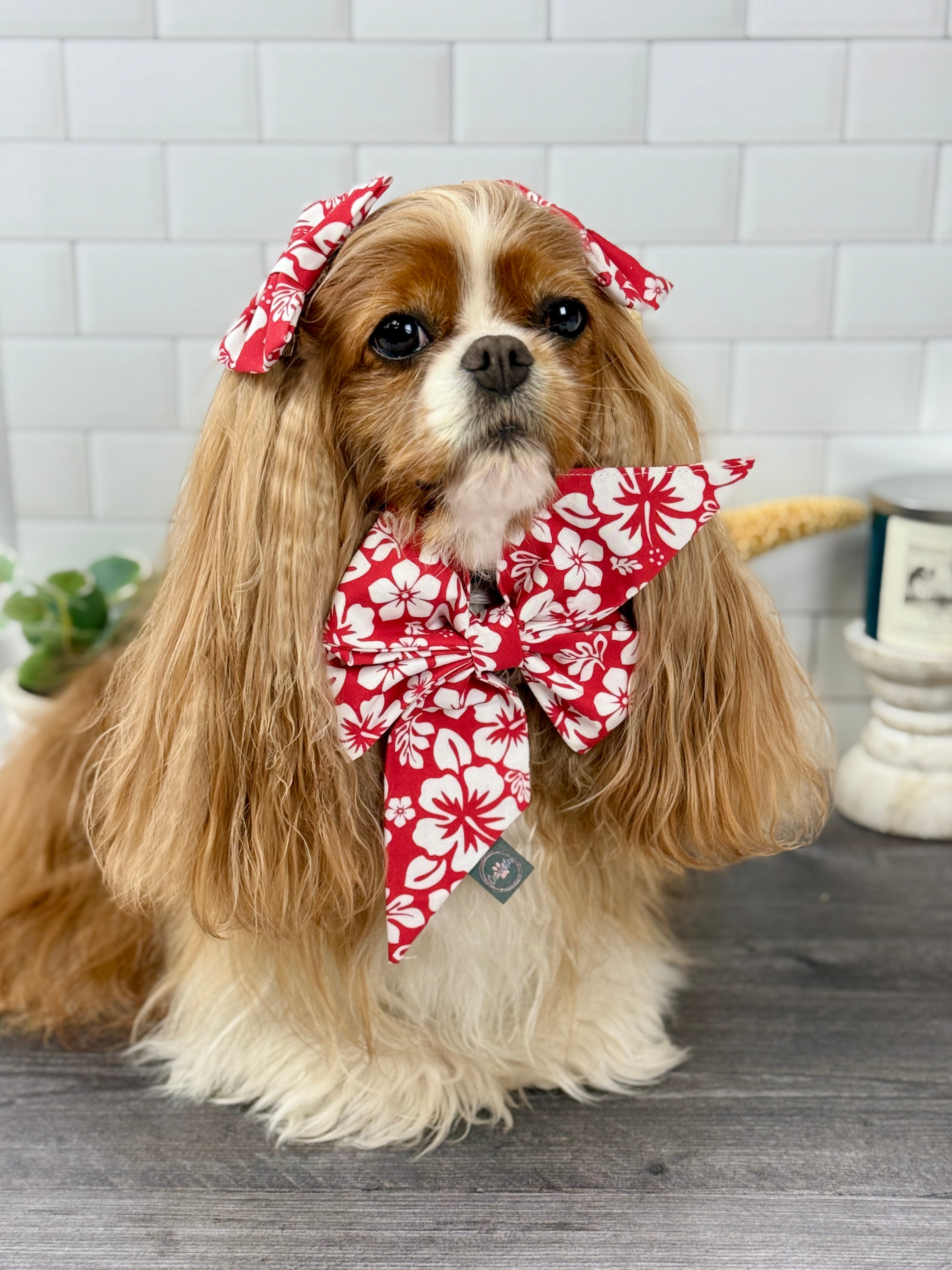 Strike a Pose Bow - Aloha