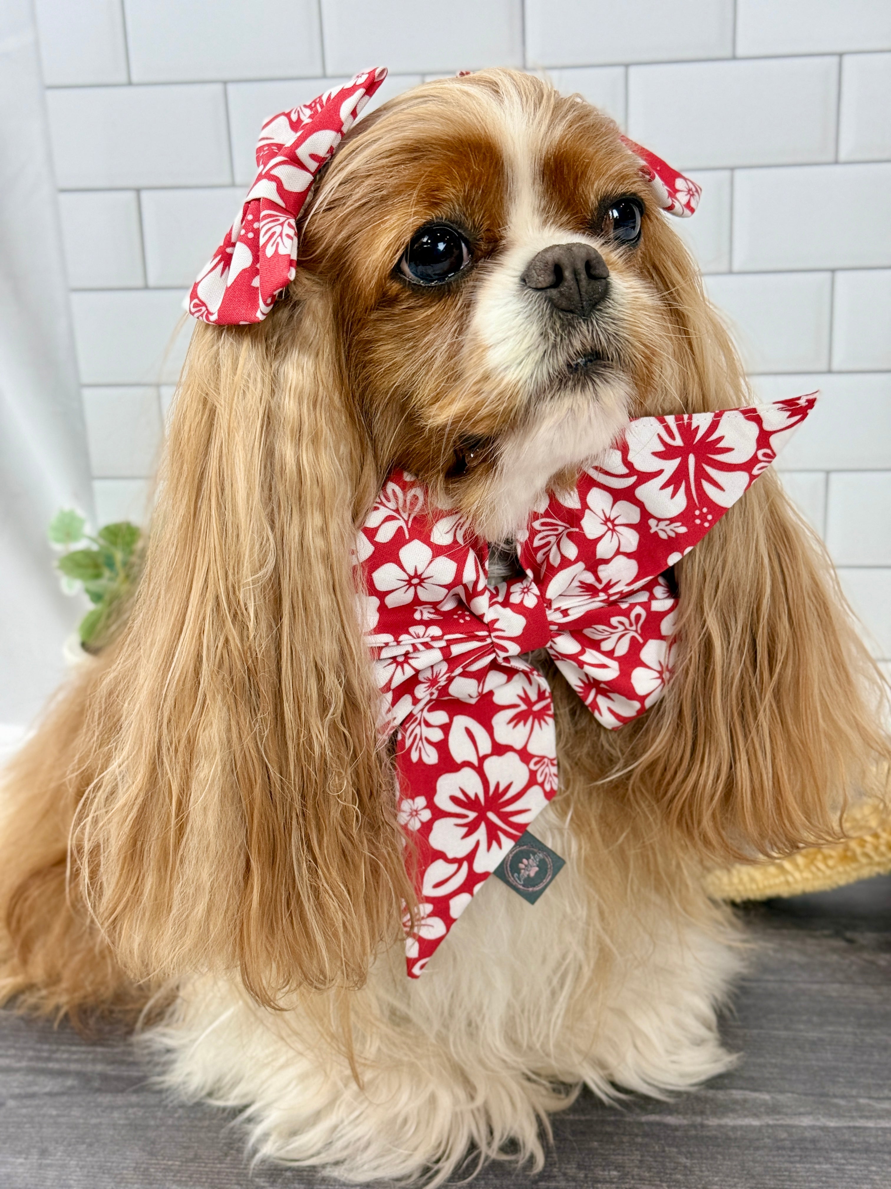 Strike a Pose Bow - Aloha