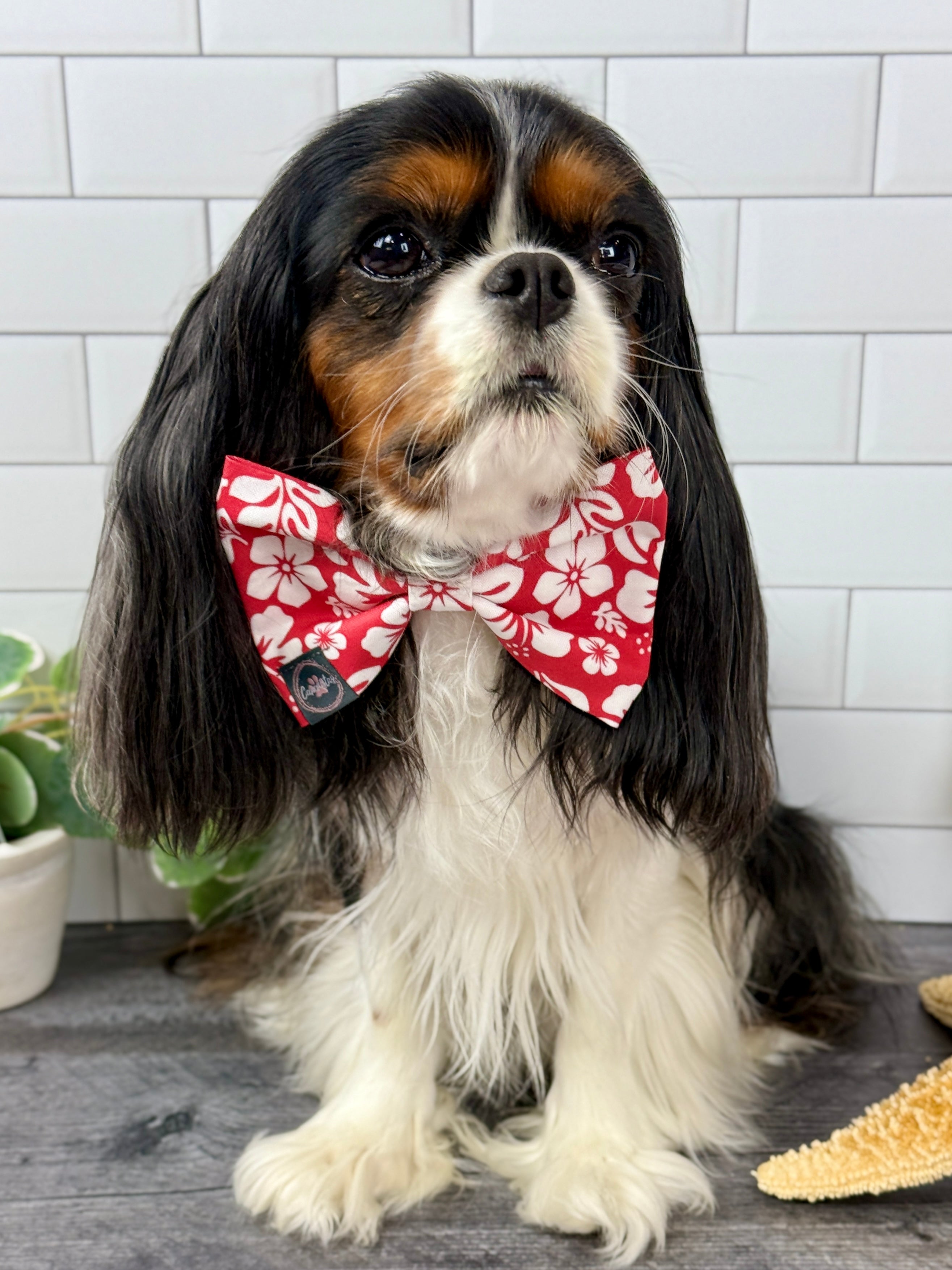 Dress to Impress Bow Tie - Surf Club Honolulu & Aloha
