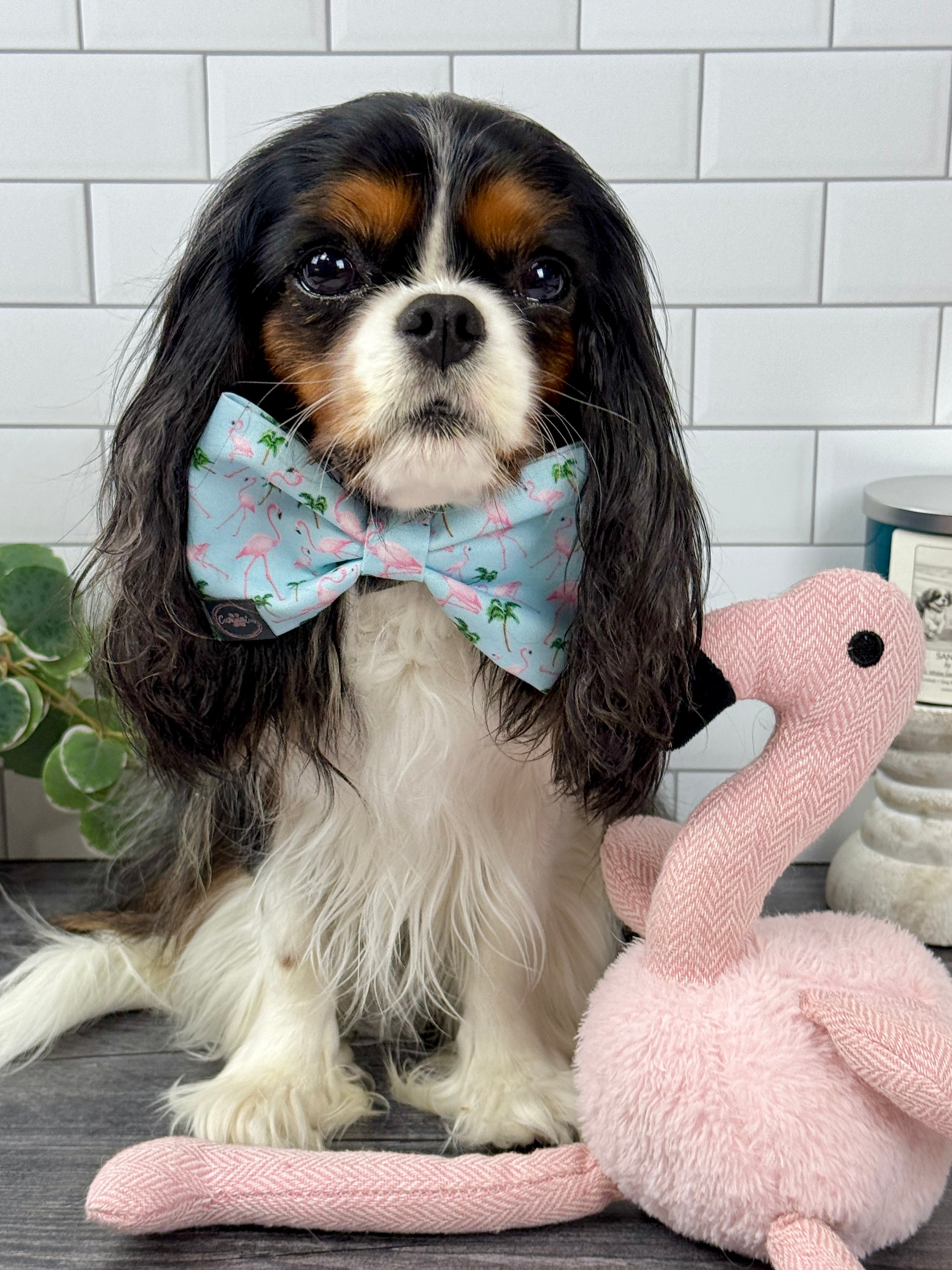 Dress to Impress Bow Tie - Flamingo Bay and Isle of Palms