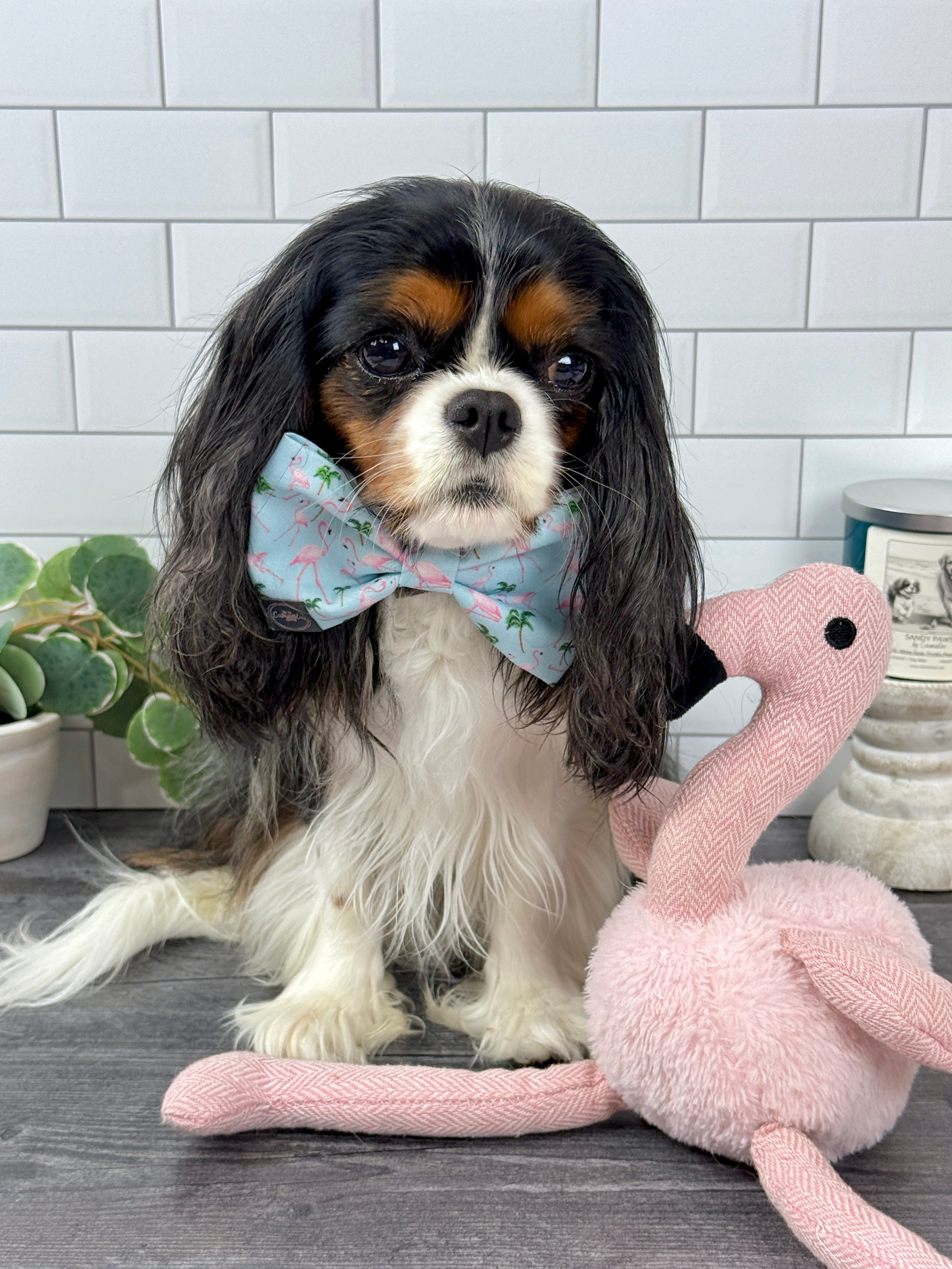 Dress to Impress Bow Tie - Flamingo Bay and Isle of Palms