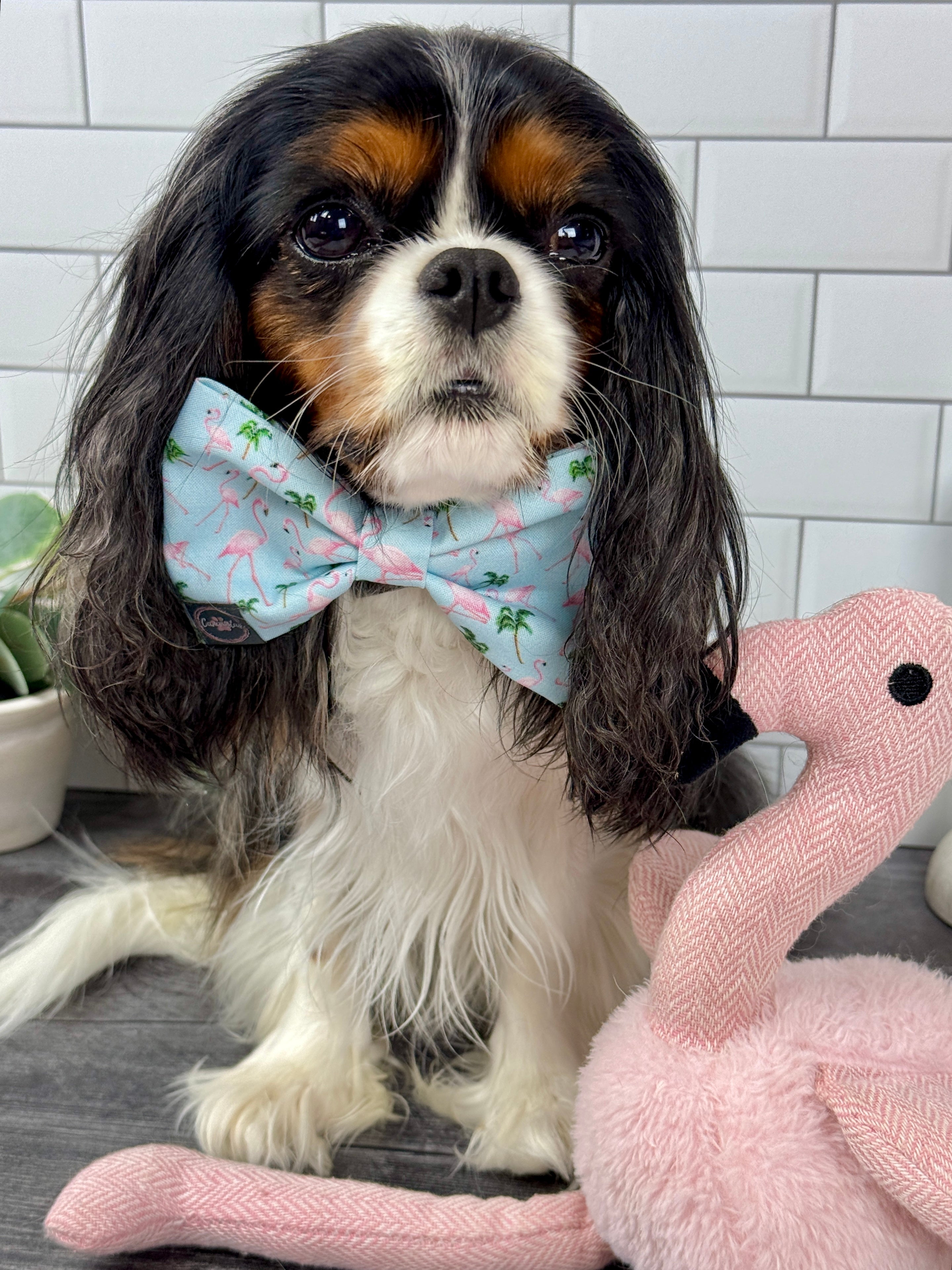 Dress to Impress Bow Tie - Flamingo Bay and Isle of Palms