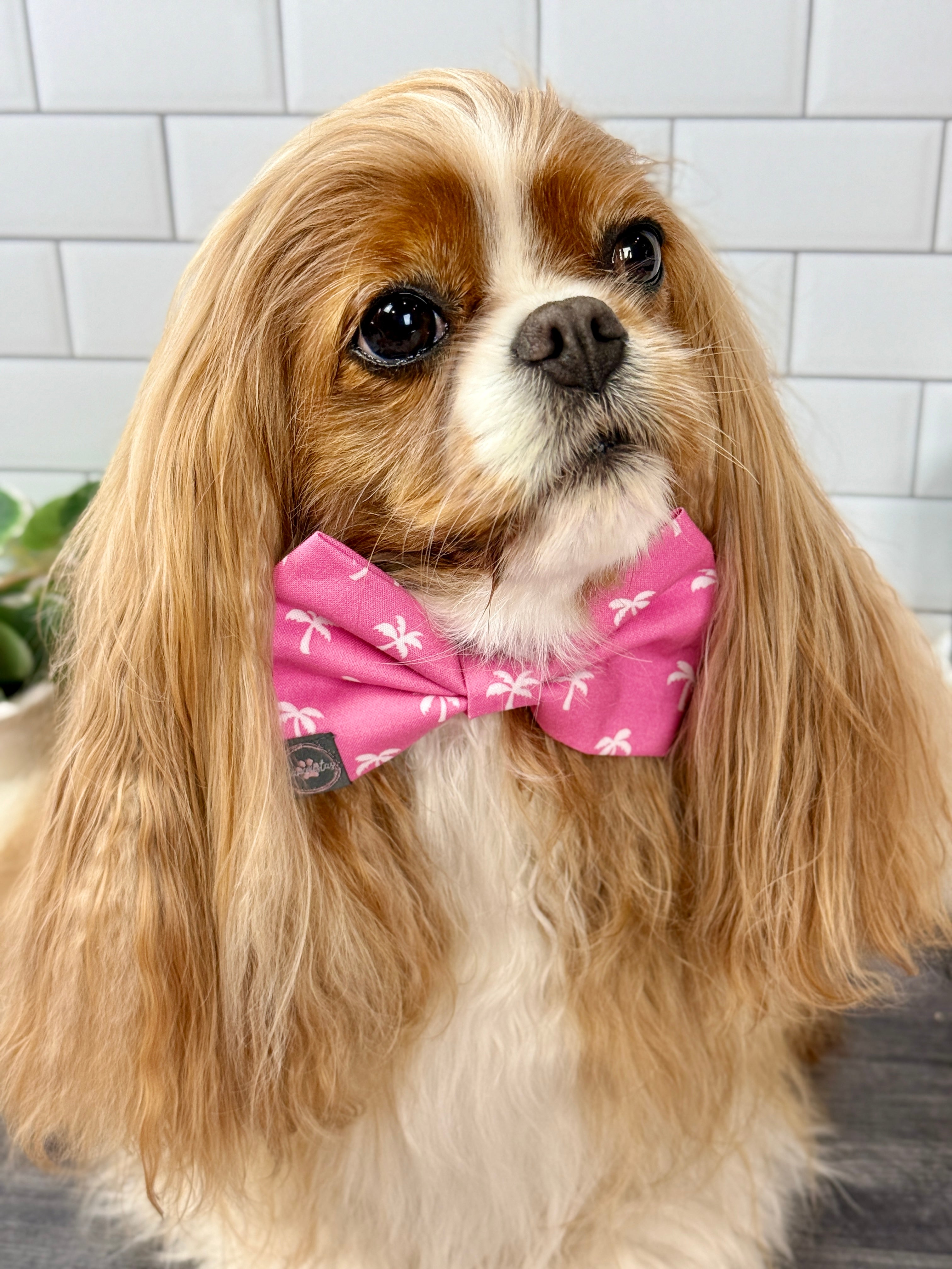 Dress to Impress Bow Tie - Flamingo Bay and Isle of Palms