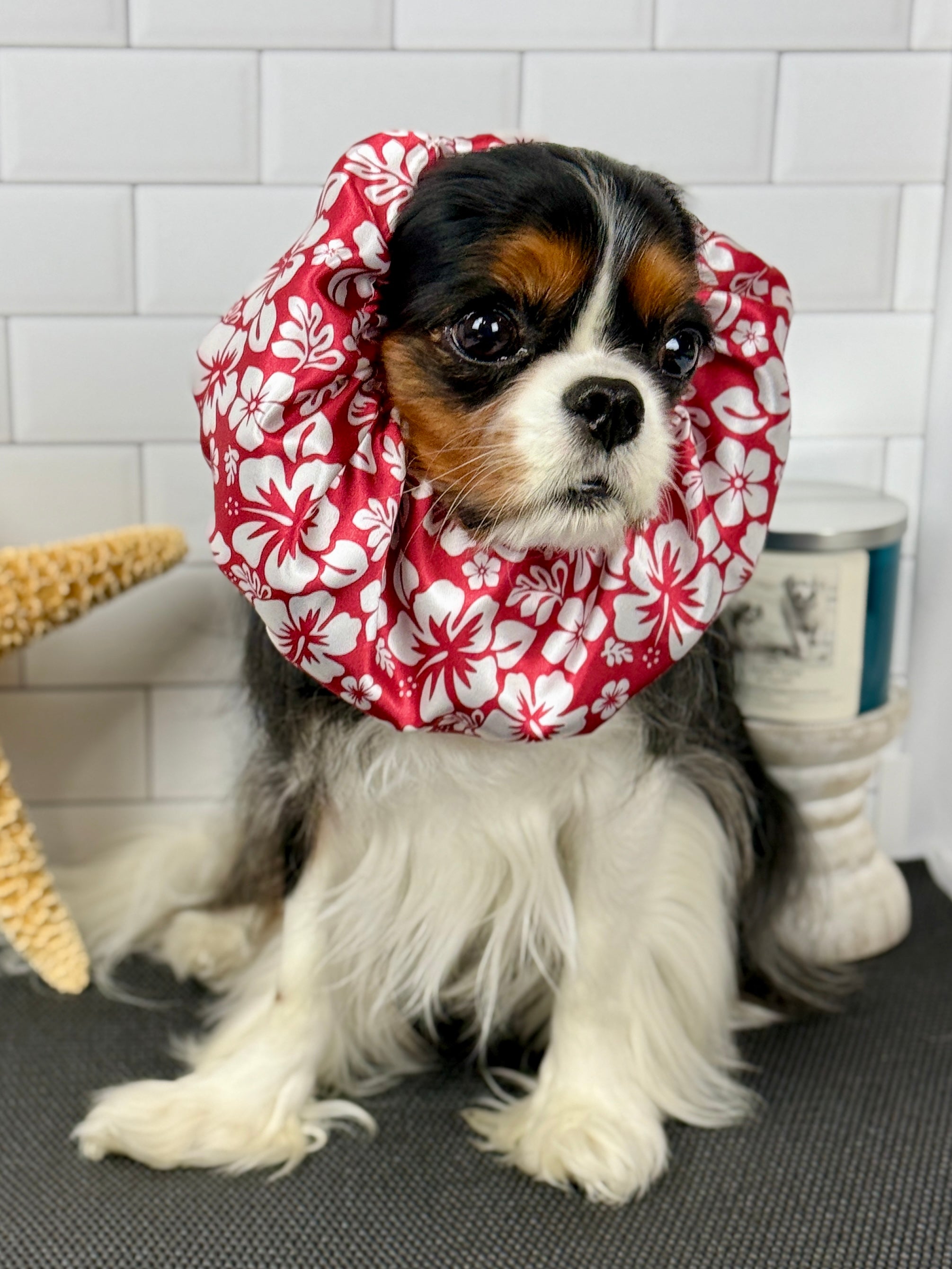 The Long-Ear Struggles are Real Snood - Aloha