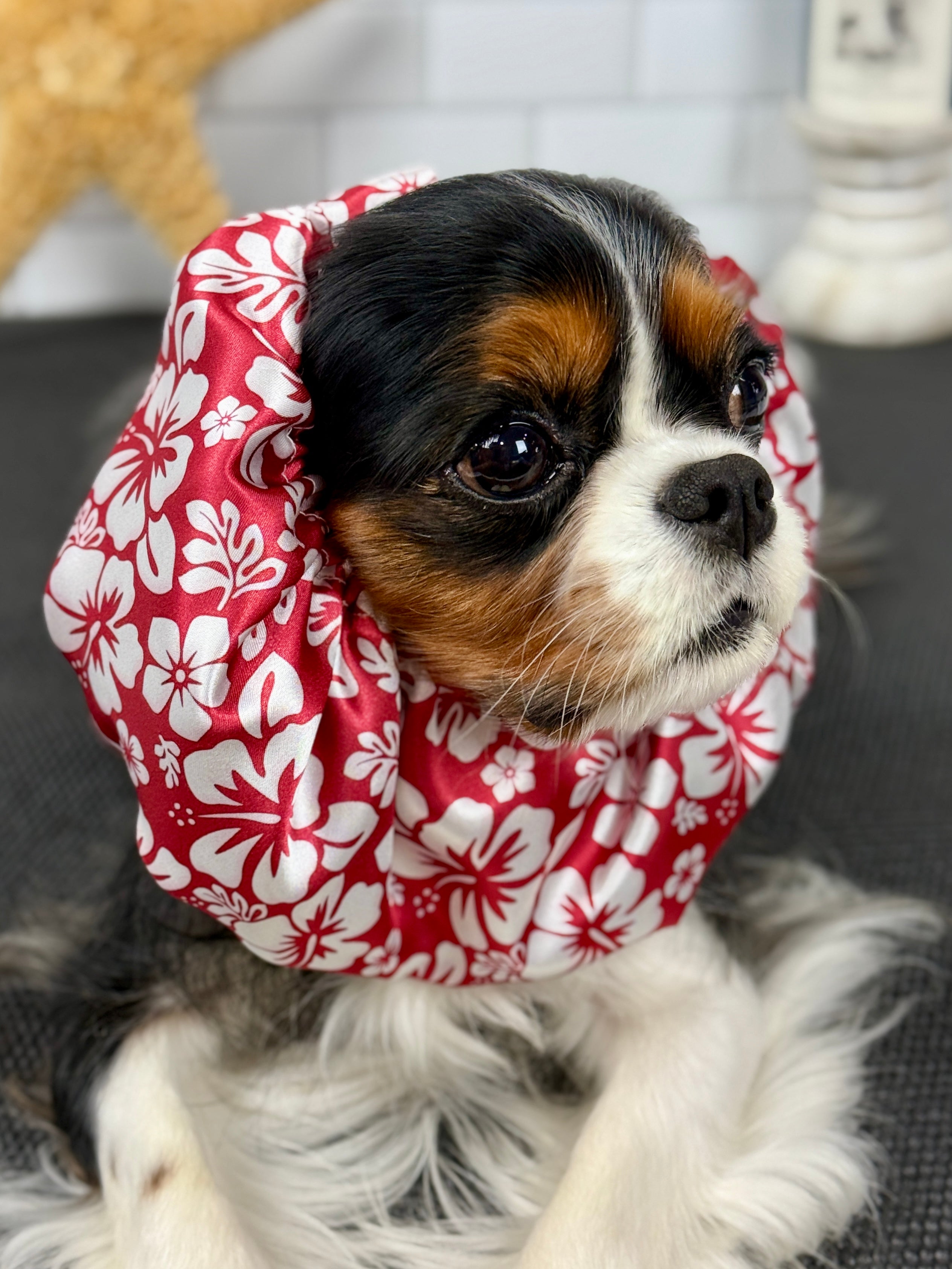 The Long-Ear Struggles are Real Snood - Aloha