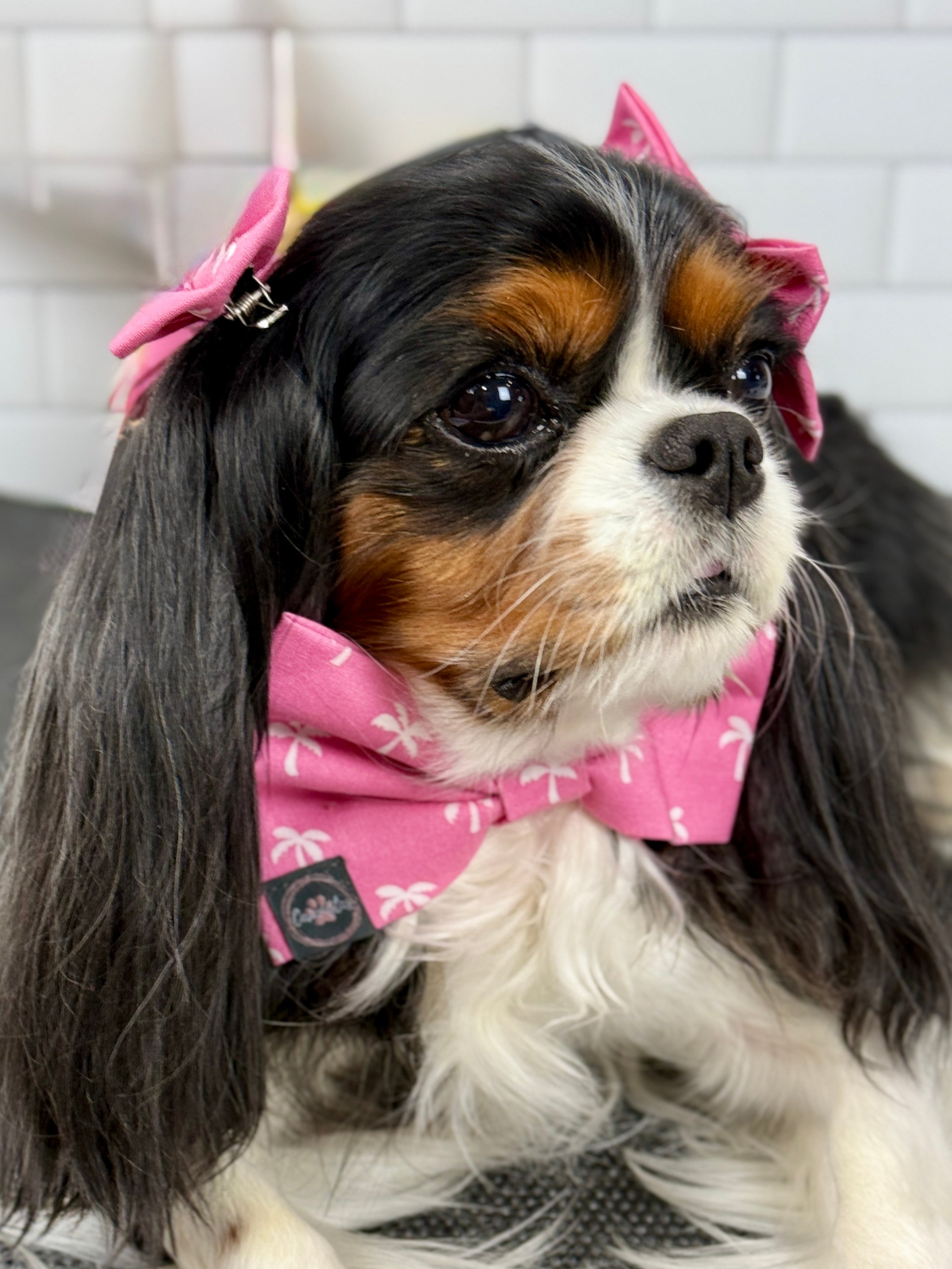 Dress to Impress Bow Tie - Flamingo Bay and Isle of Palms