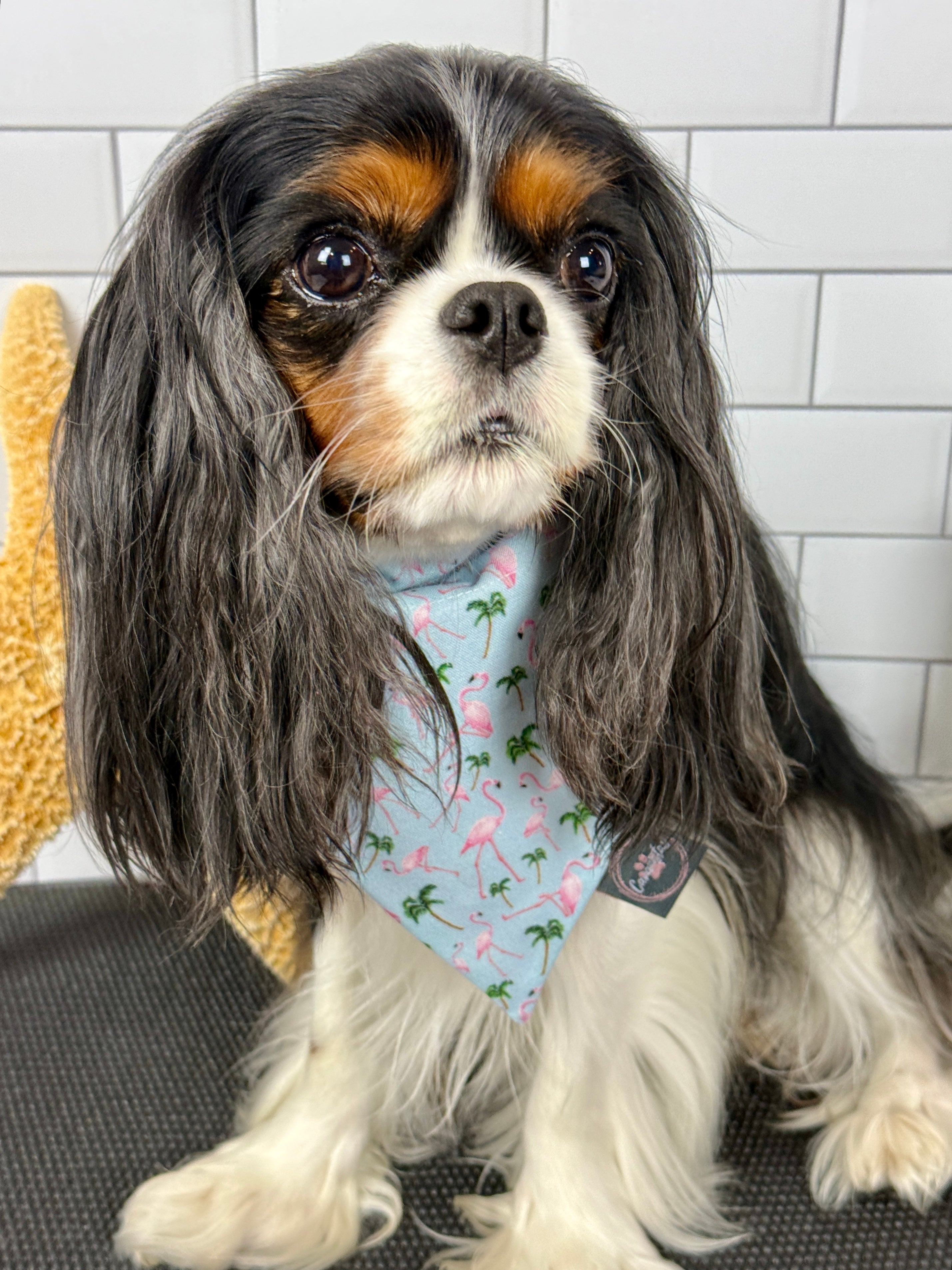 Intermission Wardrobe Change Reversible Bandana - Flamingo Bay & Isle of Palms