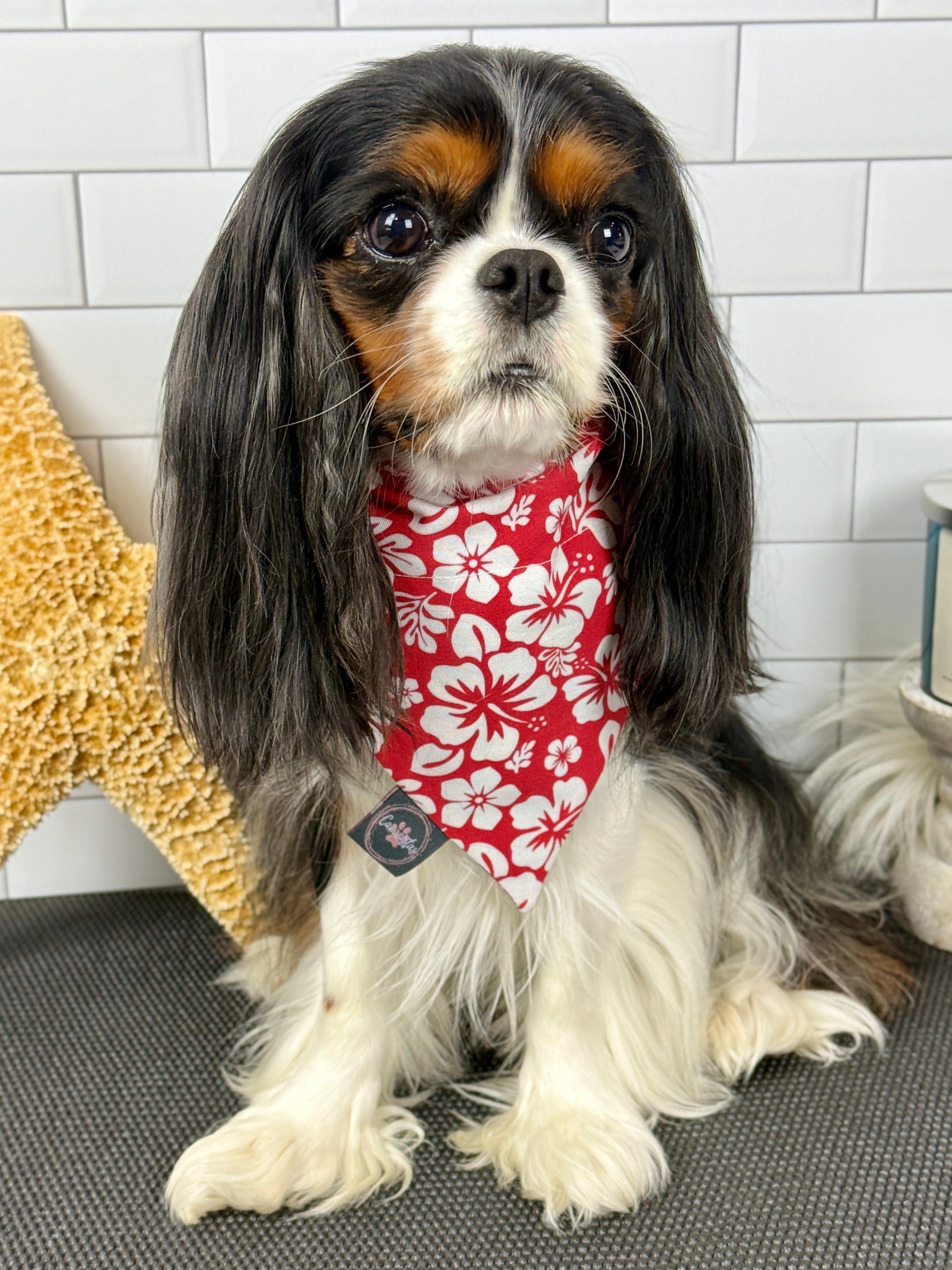 Intermission Wardrobe Change Reversible Bandana - Surf Club Honolulu & Aloha