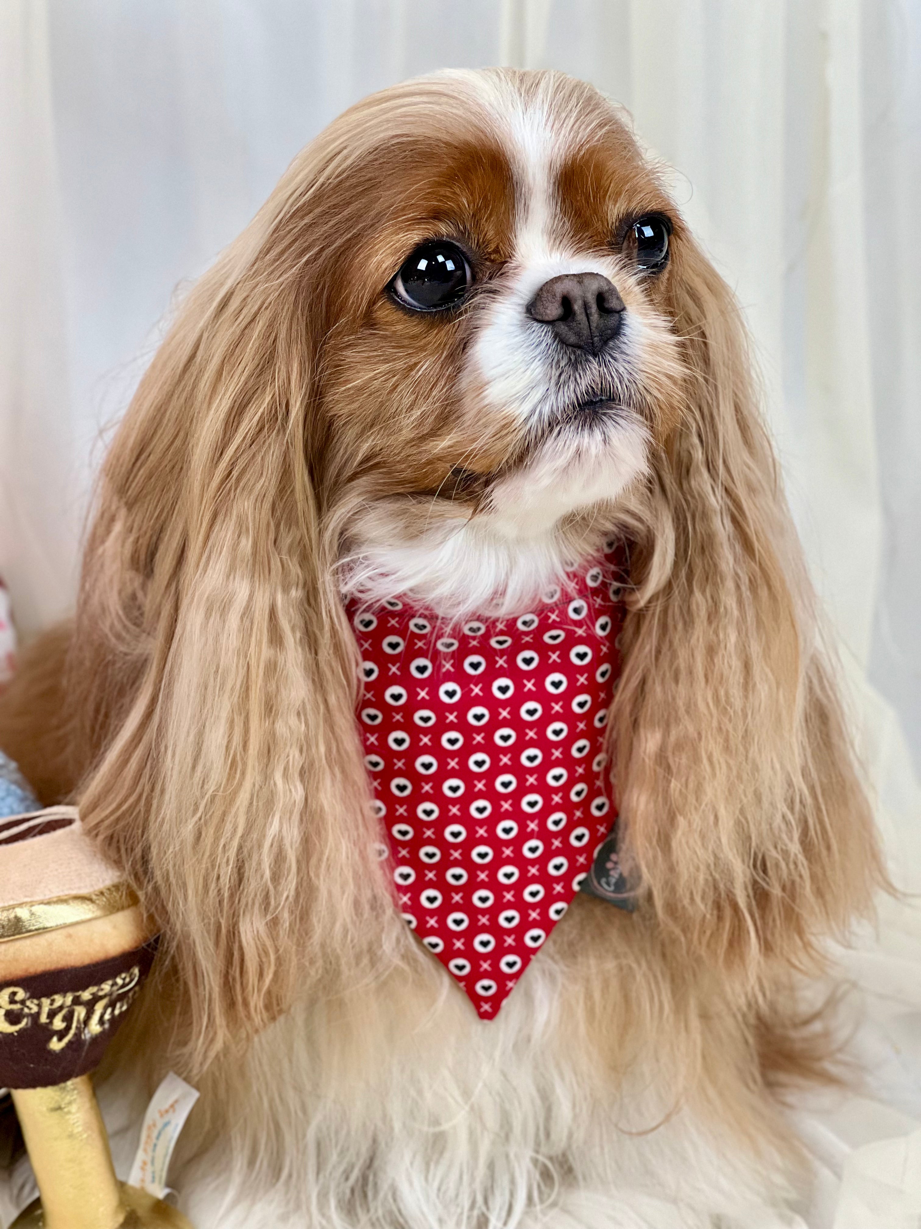 Intermission Wardrobe Change Reversible Bandana - Hugs & Kisses and Love Struck