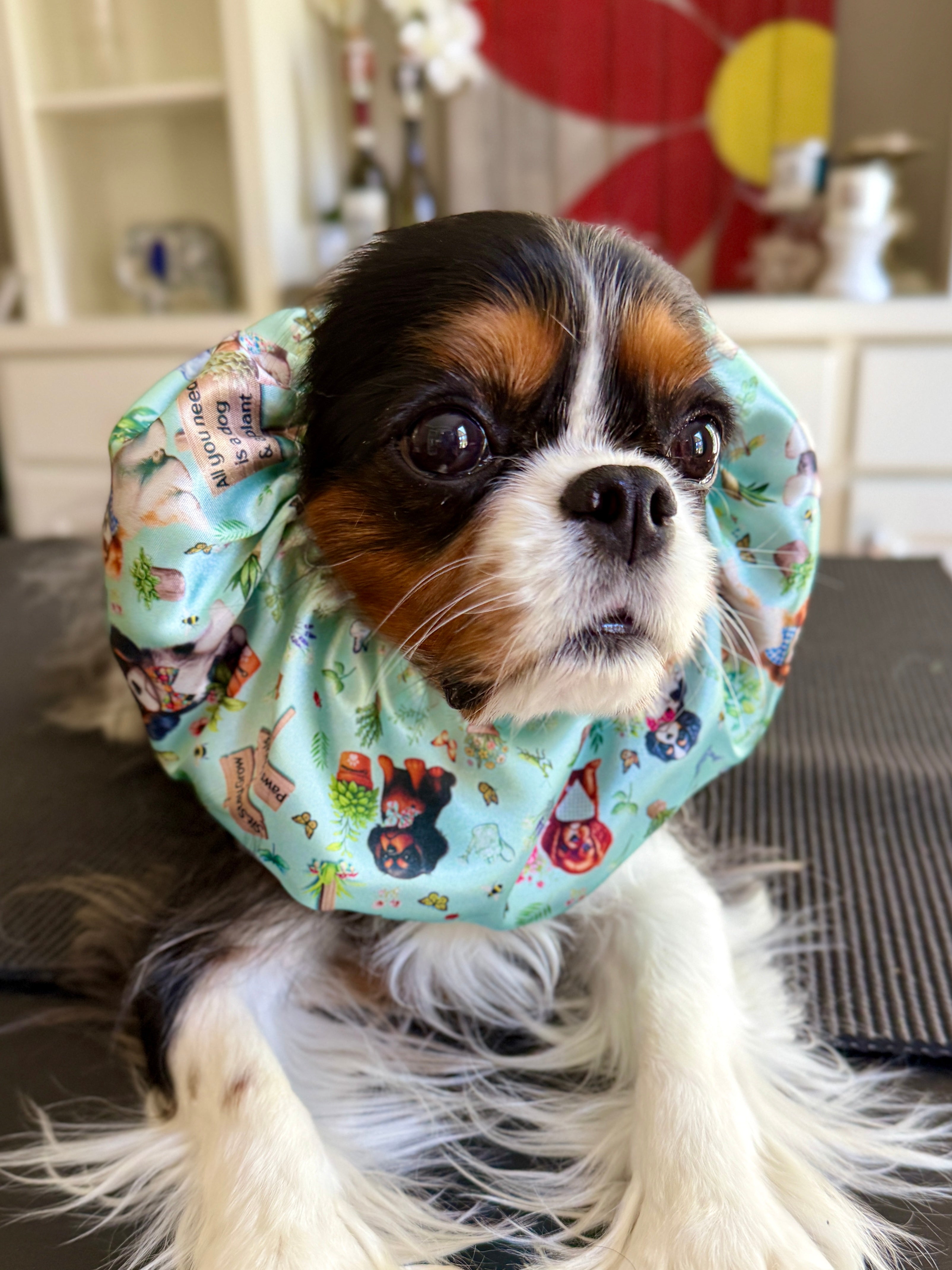 The Long-Ear Struggles are Real Snood - Cavalier Garden Party