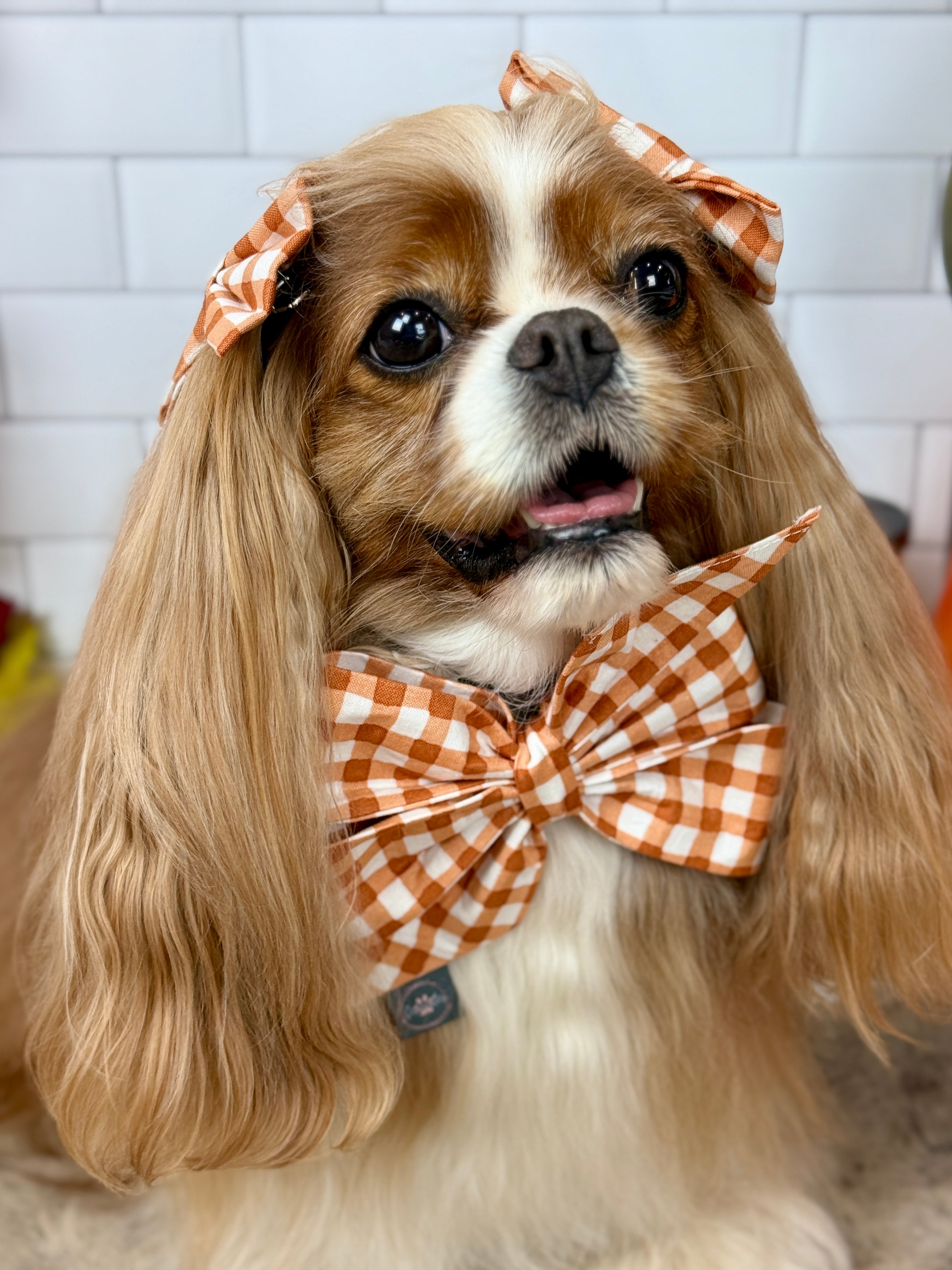 Strike a Pose Bow - Sunset Bouquet or Pumpkin Gingham