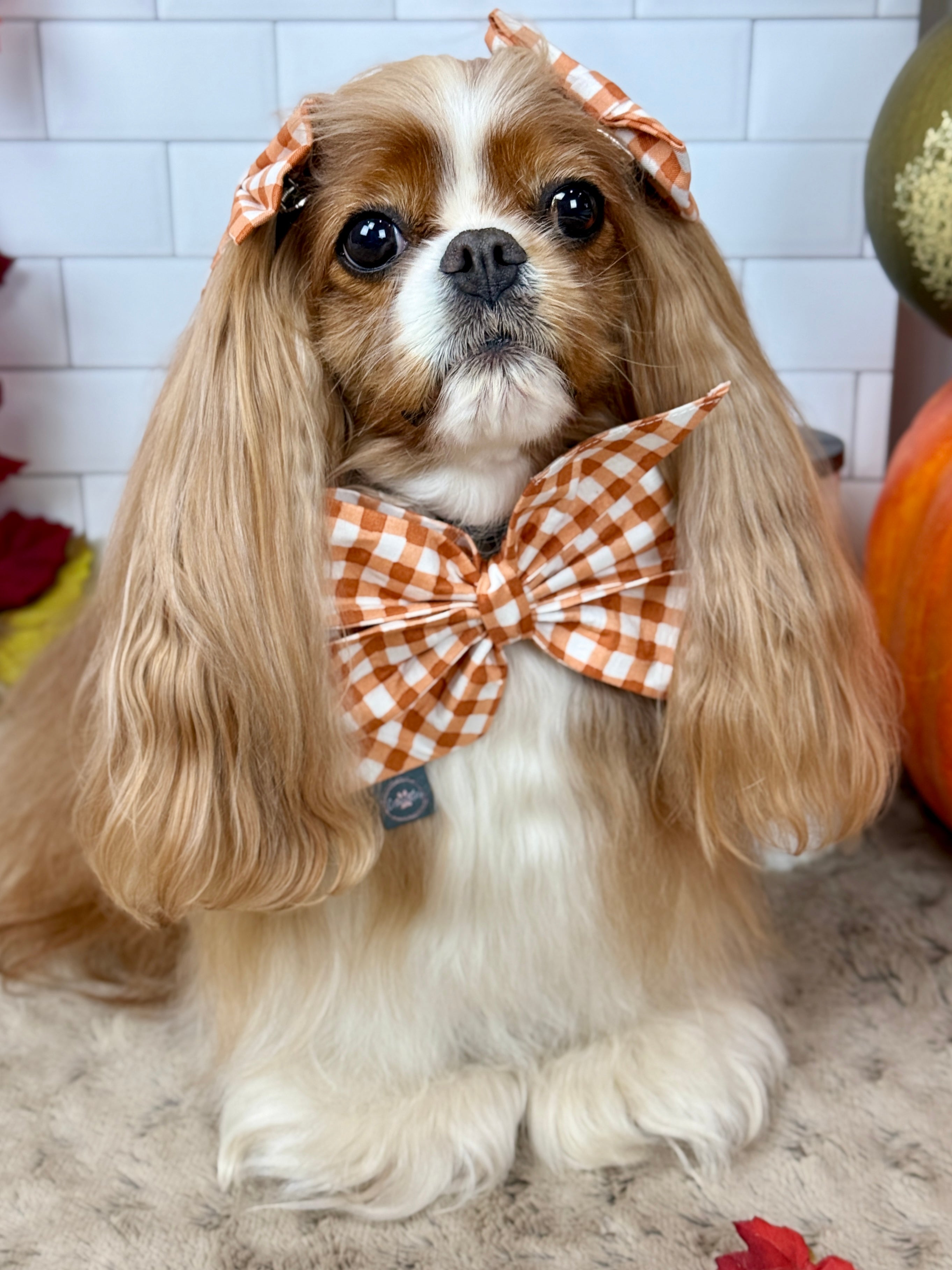Strike a Pose Bow - Sunset Bouquet or Pumpkin Gingham