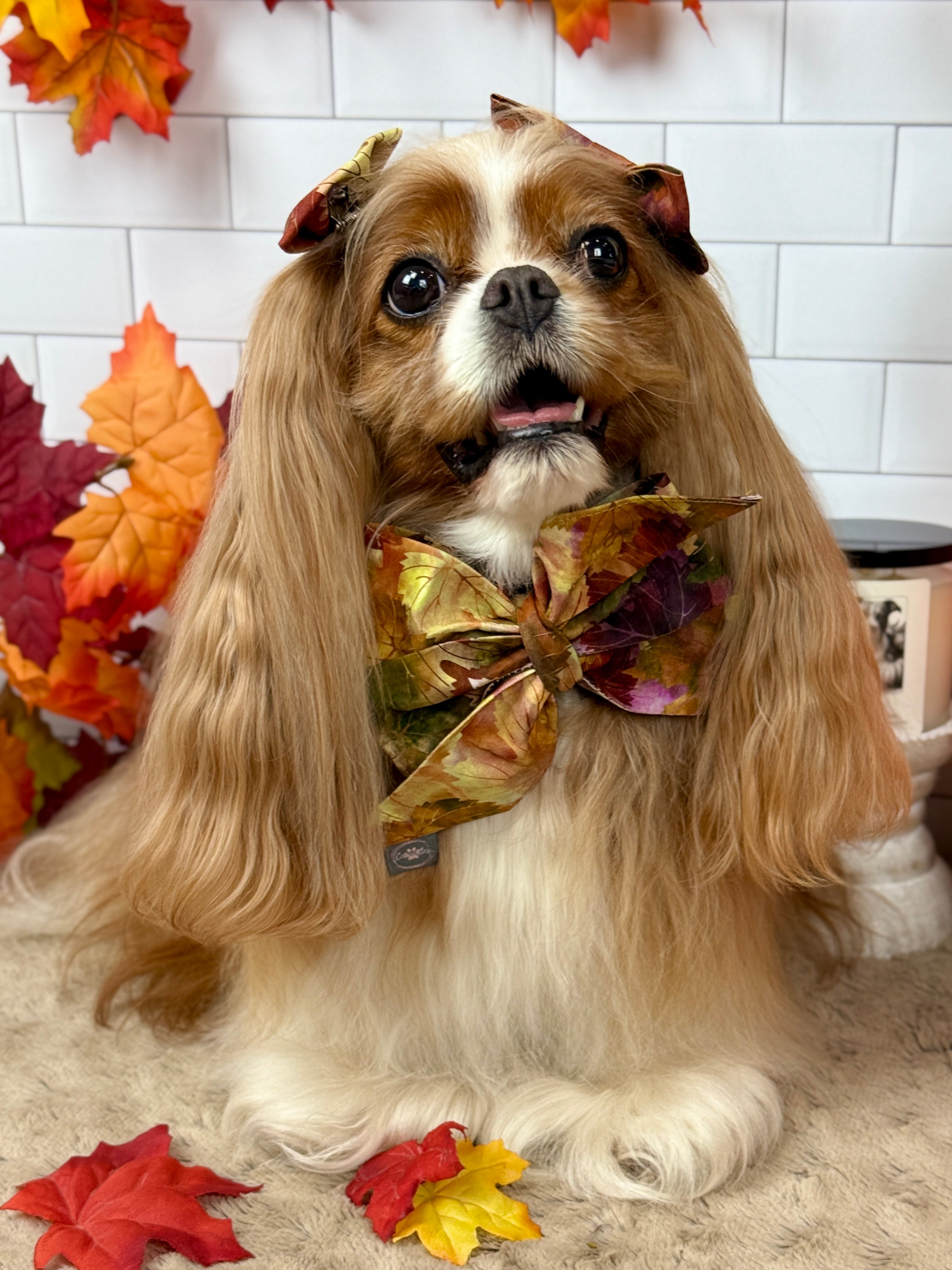 Strike a Pose Bow - Falling for Fall