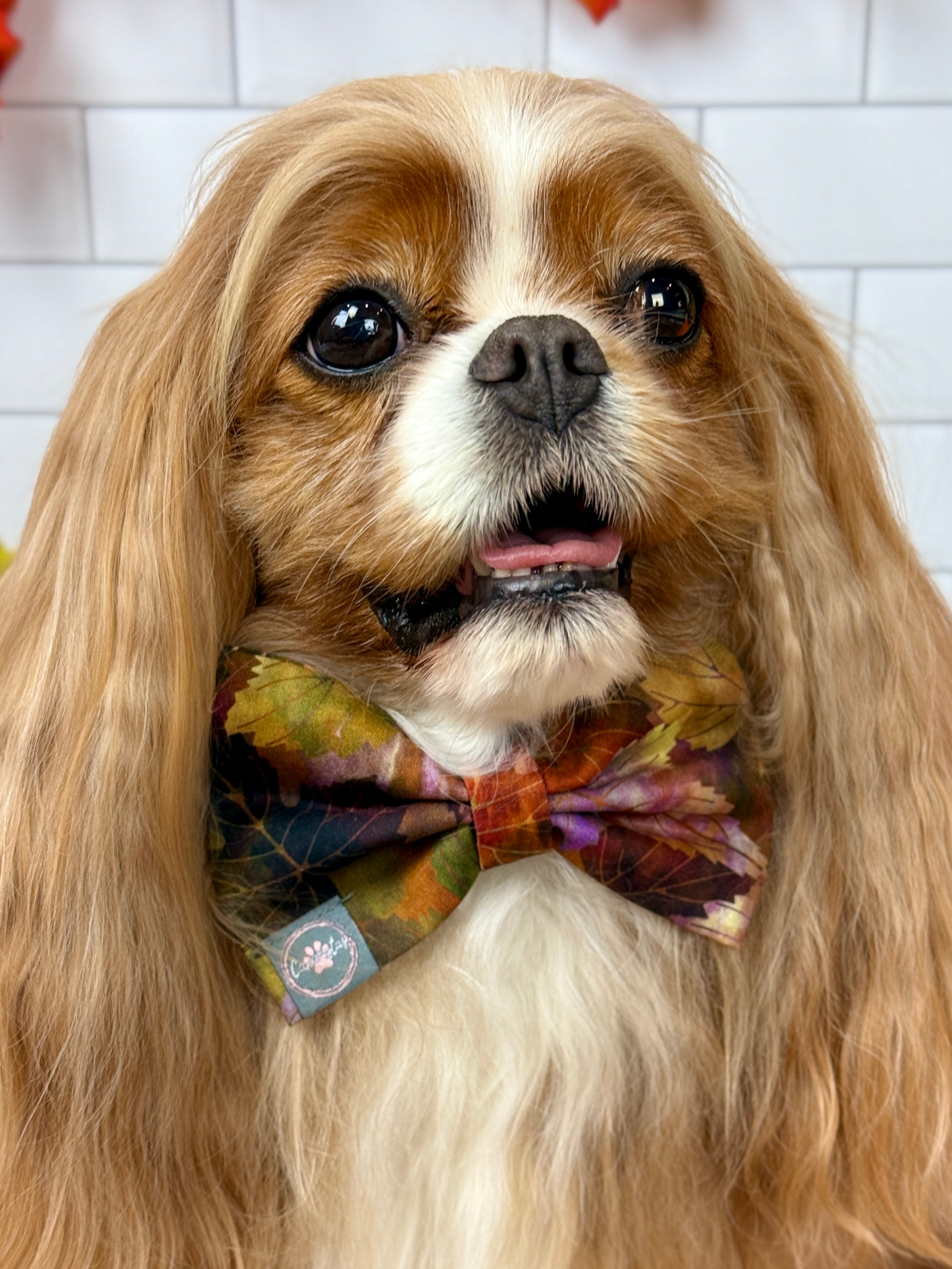 Dress to Impress Bow Tie - Pumpkin Spice Life or Falling for Fall