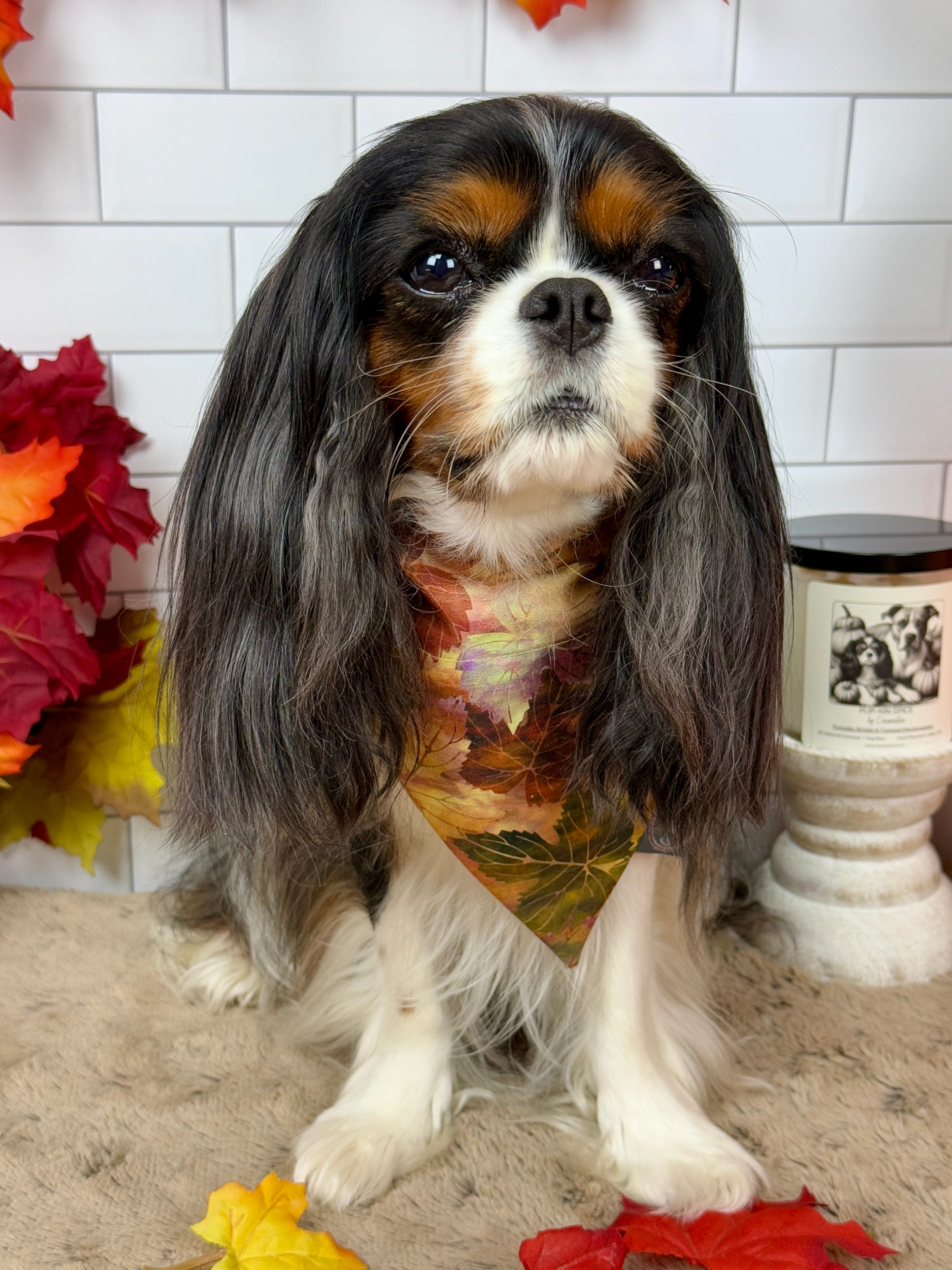 Intermission Wardrobe Change Reversible Bandana - Pumpkin Spice Life & Falling for Fall