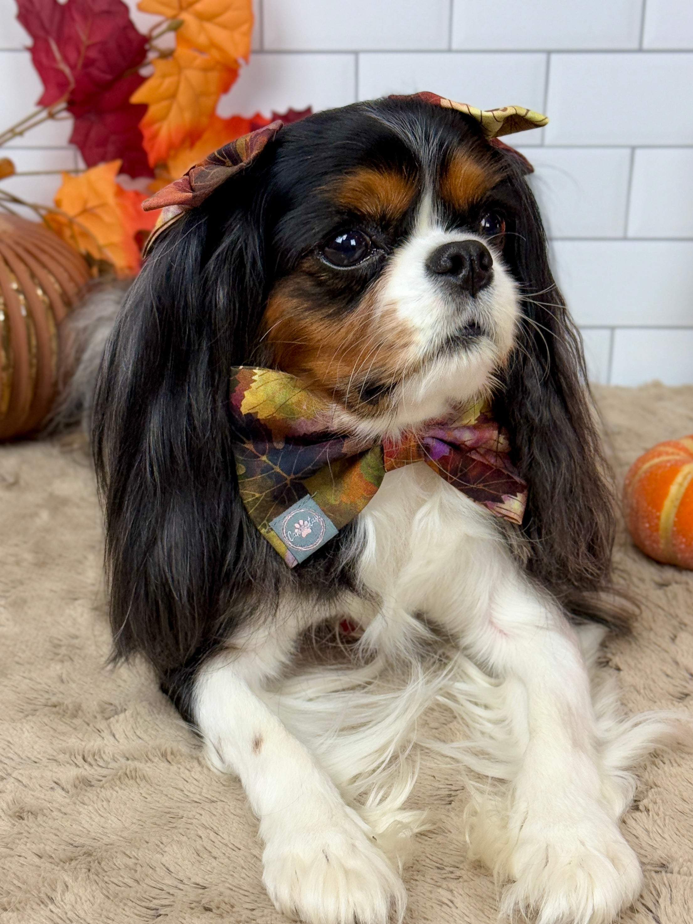 Dress to Impress Bow Tie - Pumpkin Spice Life or Falling for Fall