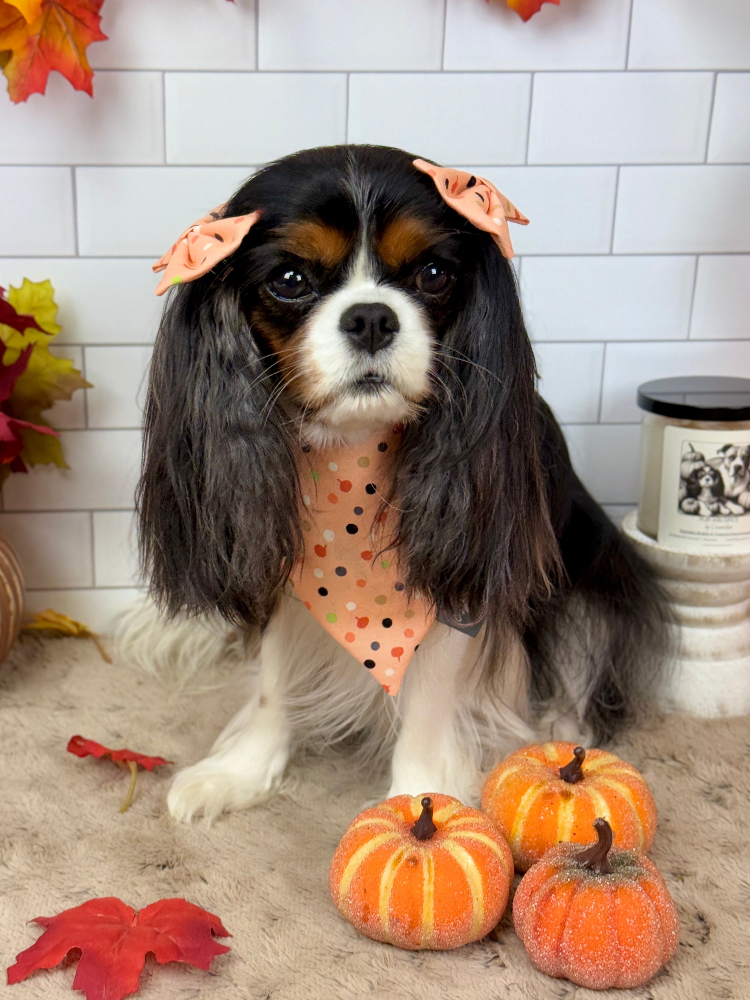 Intermission Wardrobe Change Reversible Bandana - Bat Blooms & Pumpkin Sprinkles