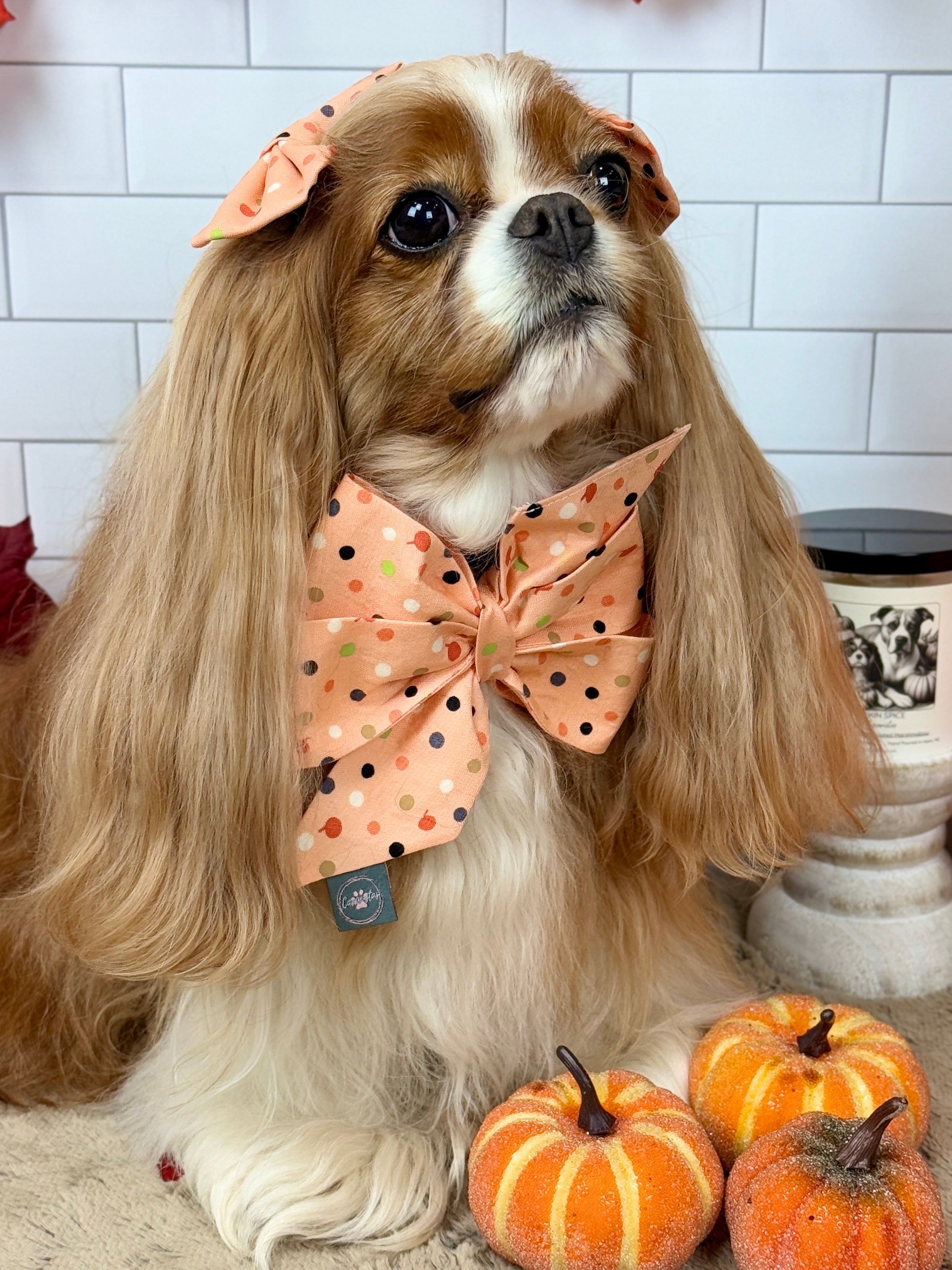Strike a Pose Bow - Bats & Blooms or Pumpkin Sprinkles
