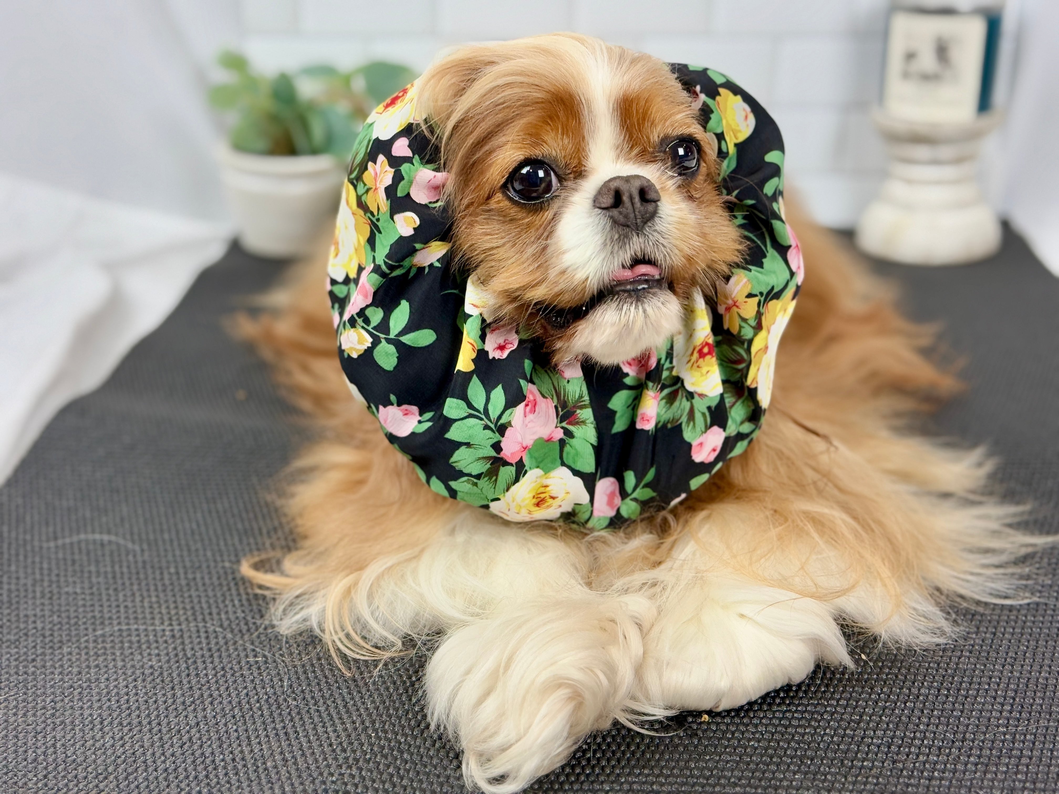 The Long-Ear Struggles are Real Snood