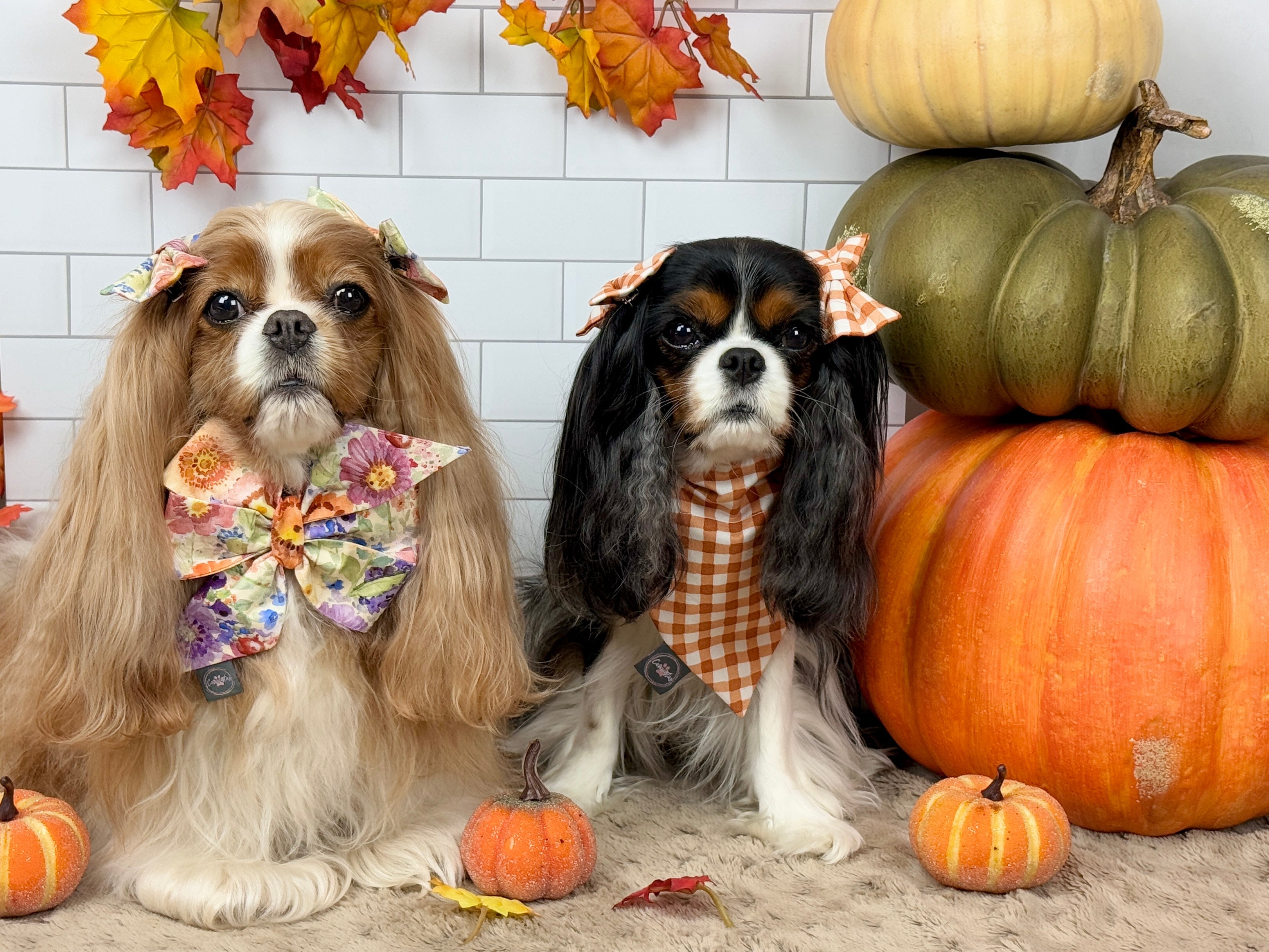 Autumn Rewind