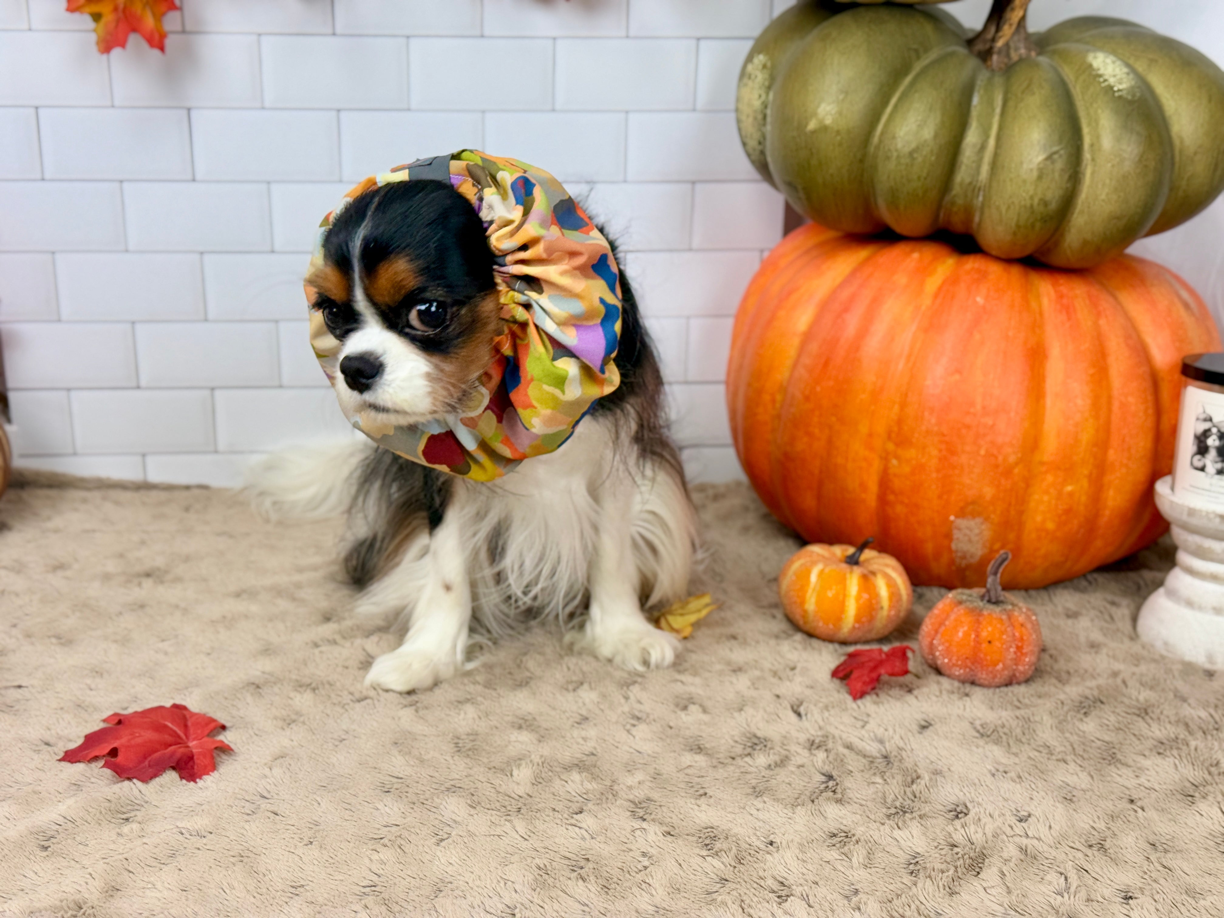The Long-Ear Struggles are Real Snood