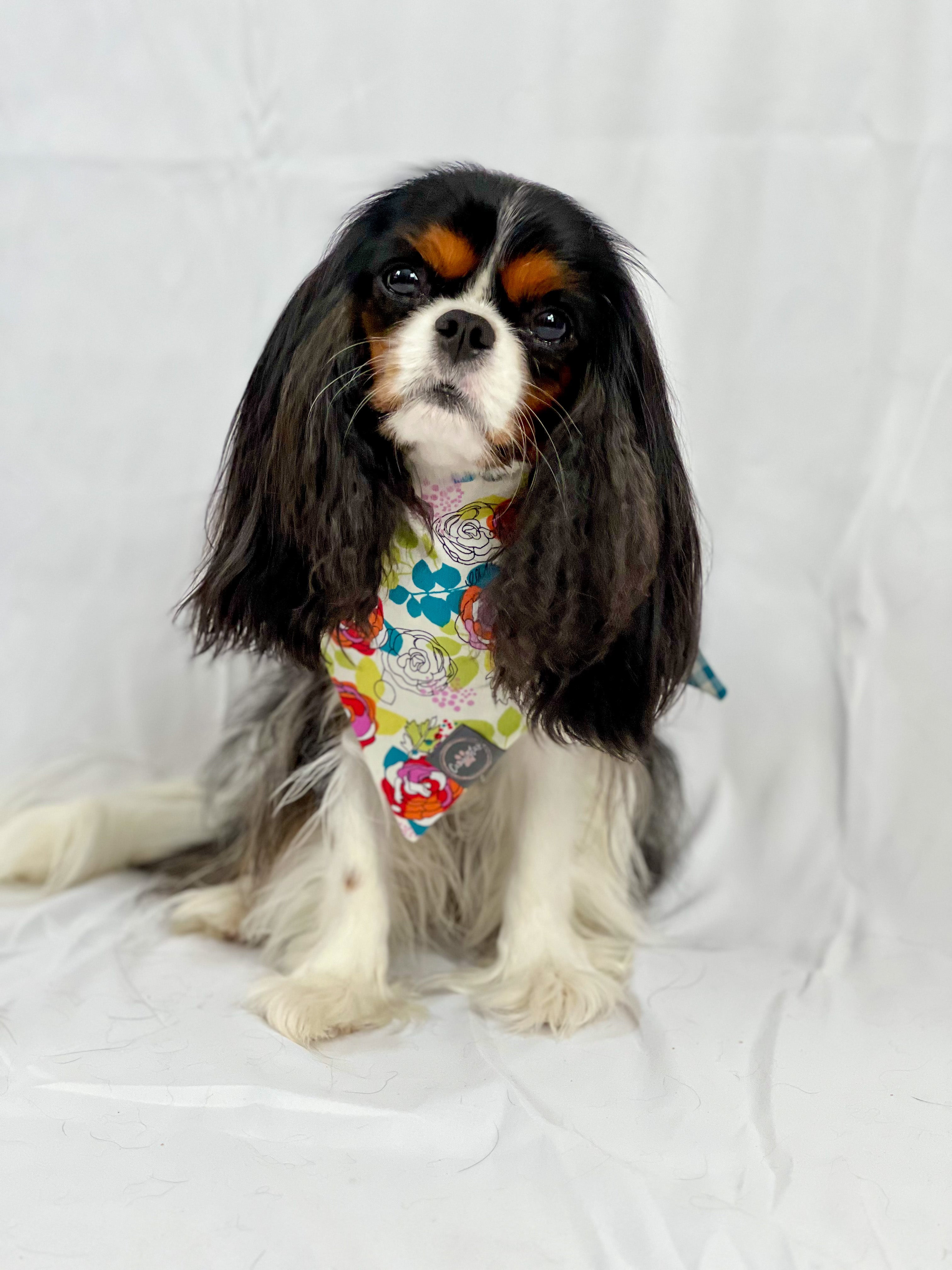 Emma Grace is wearing the size small bandana. She is 10 pounds and 10 inches tall at the shoulders.