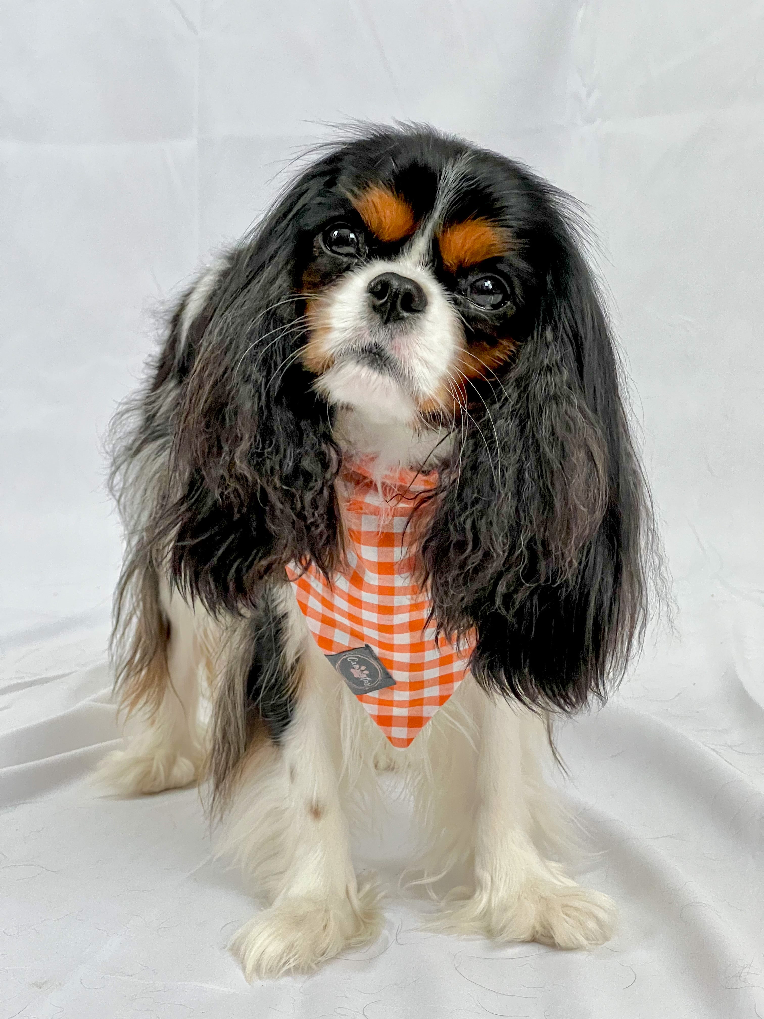 Reversible Bandana Made With University of Louisville Fabric 