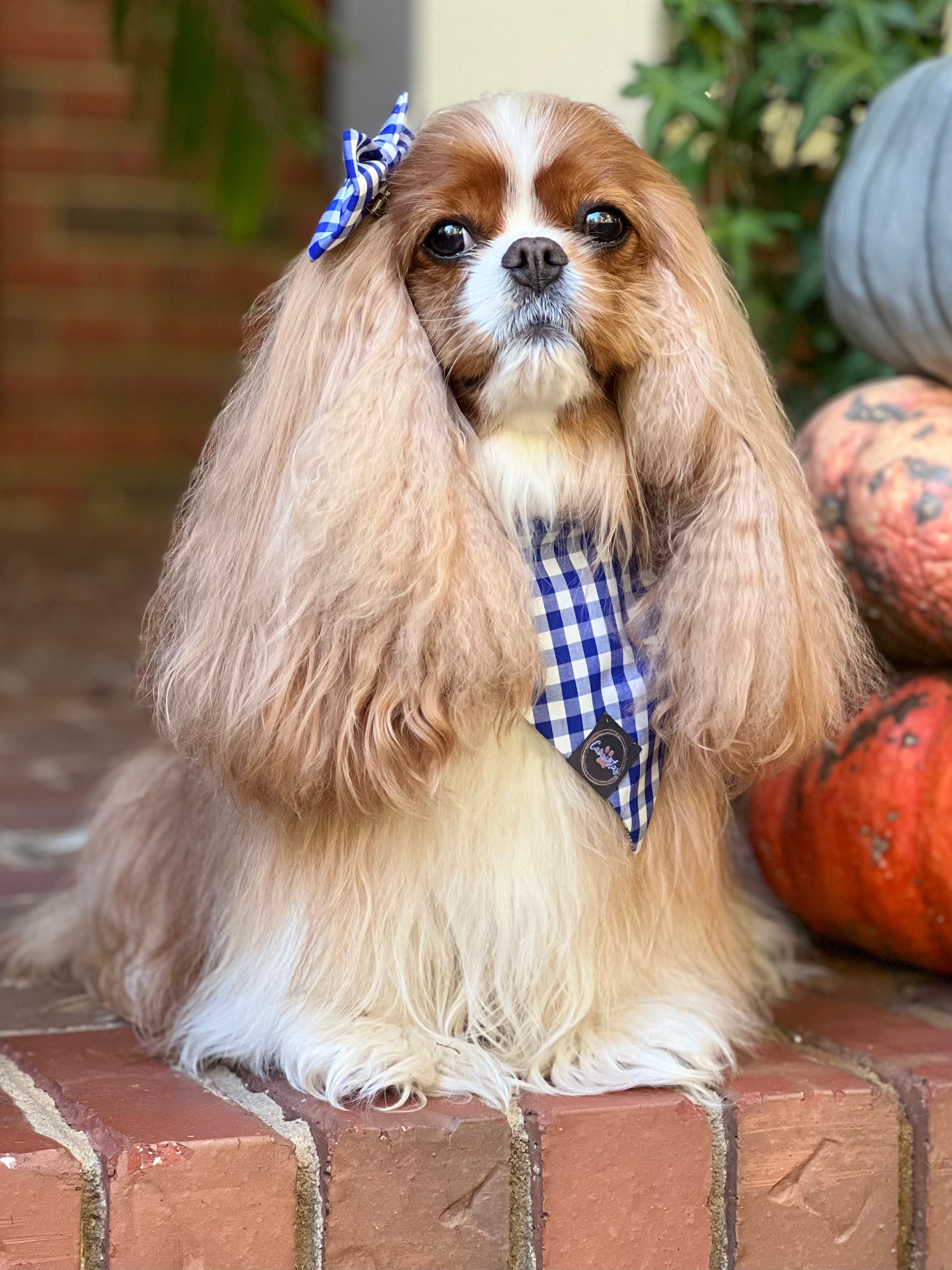 Intermission Wardrobe Change Reversible Bandana - Paisley Blues/Cerulean Gingham