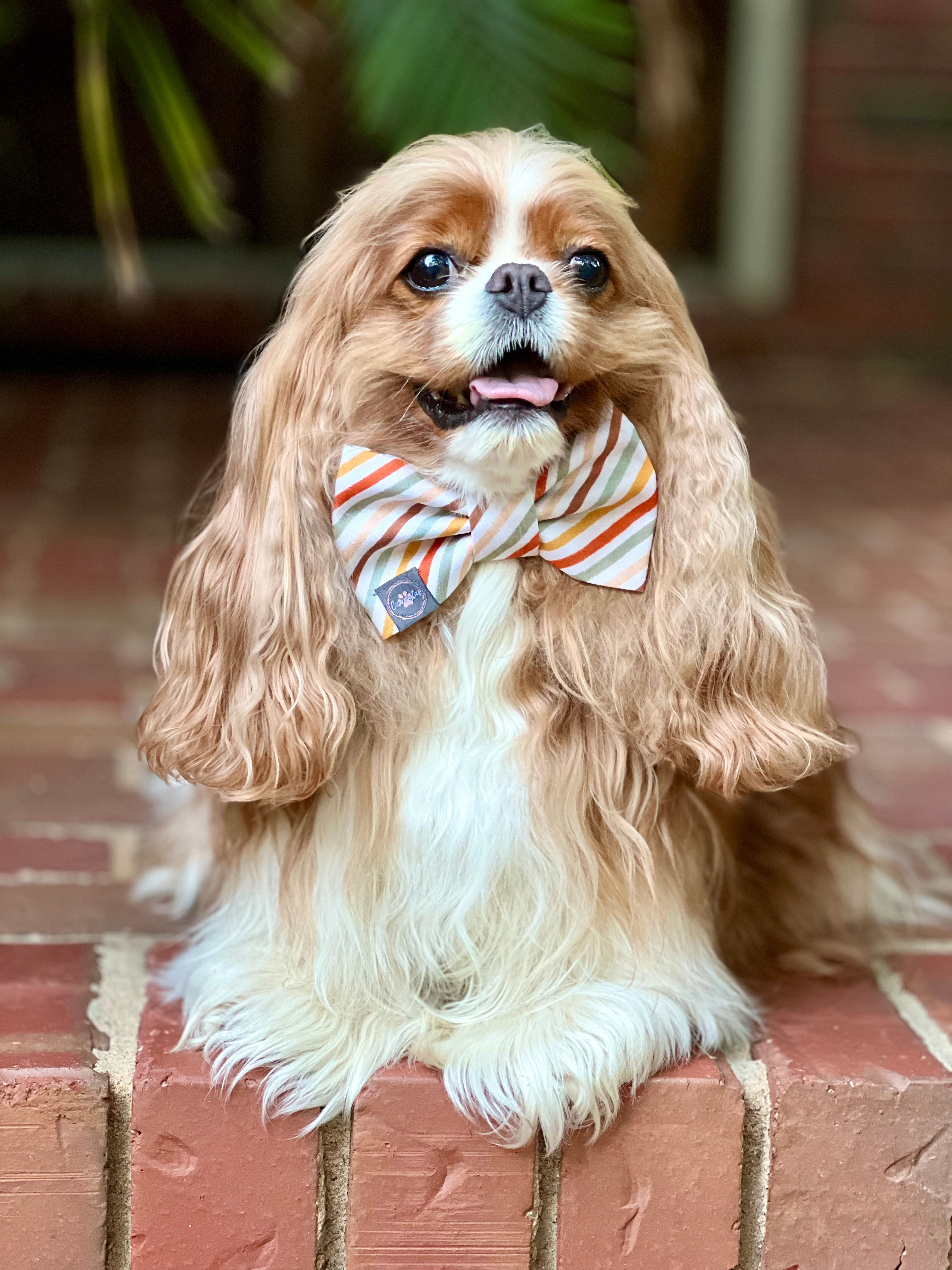 Dress to Impress Bow Tie - Fall Foliage & Fall Stripes