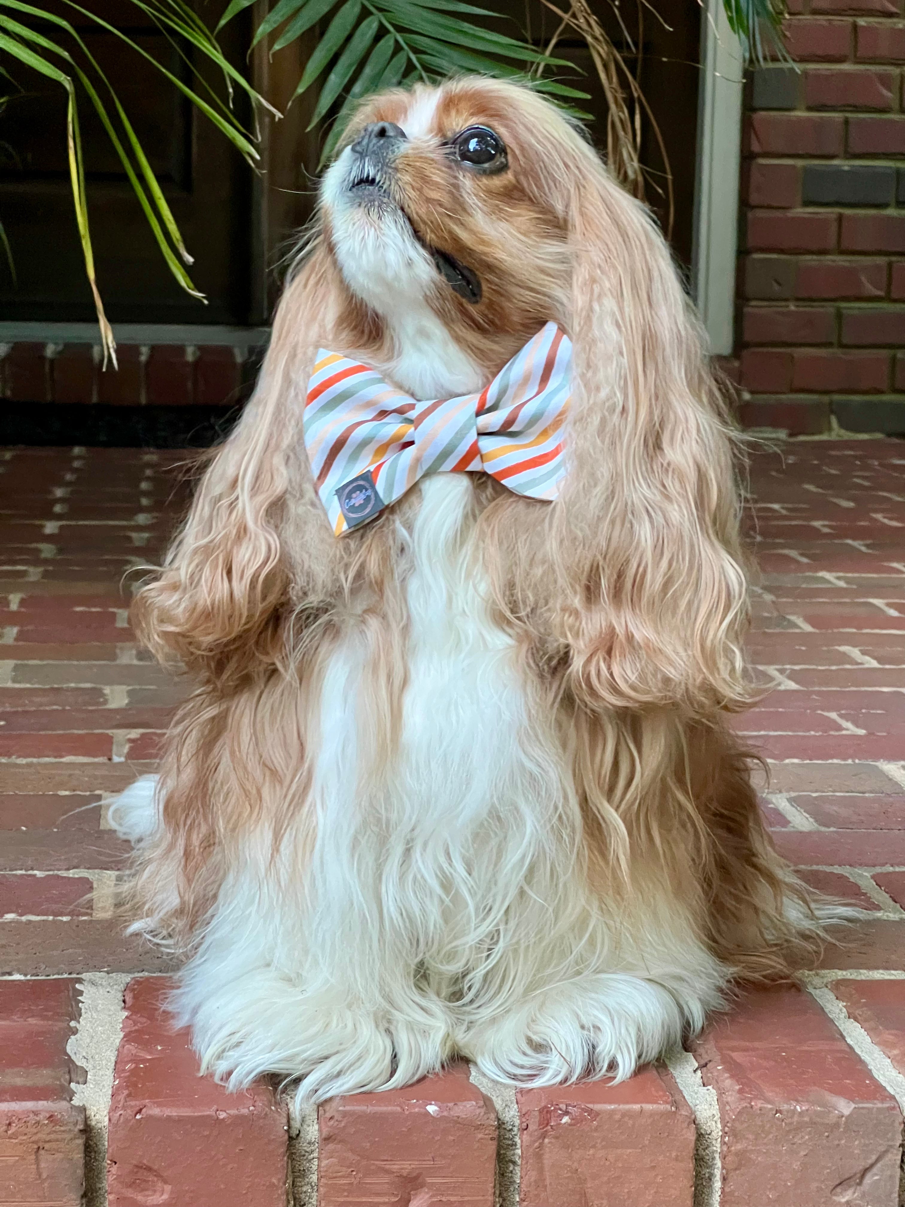 Dress to Impress Bow Tie - Fall Foliage & Fall Stripes