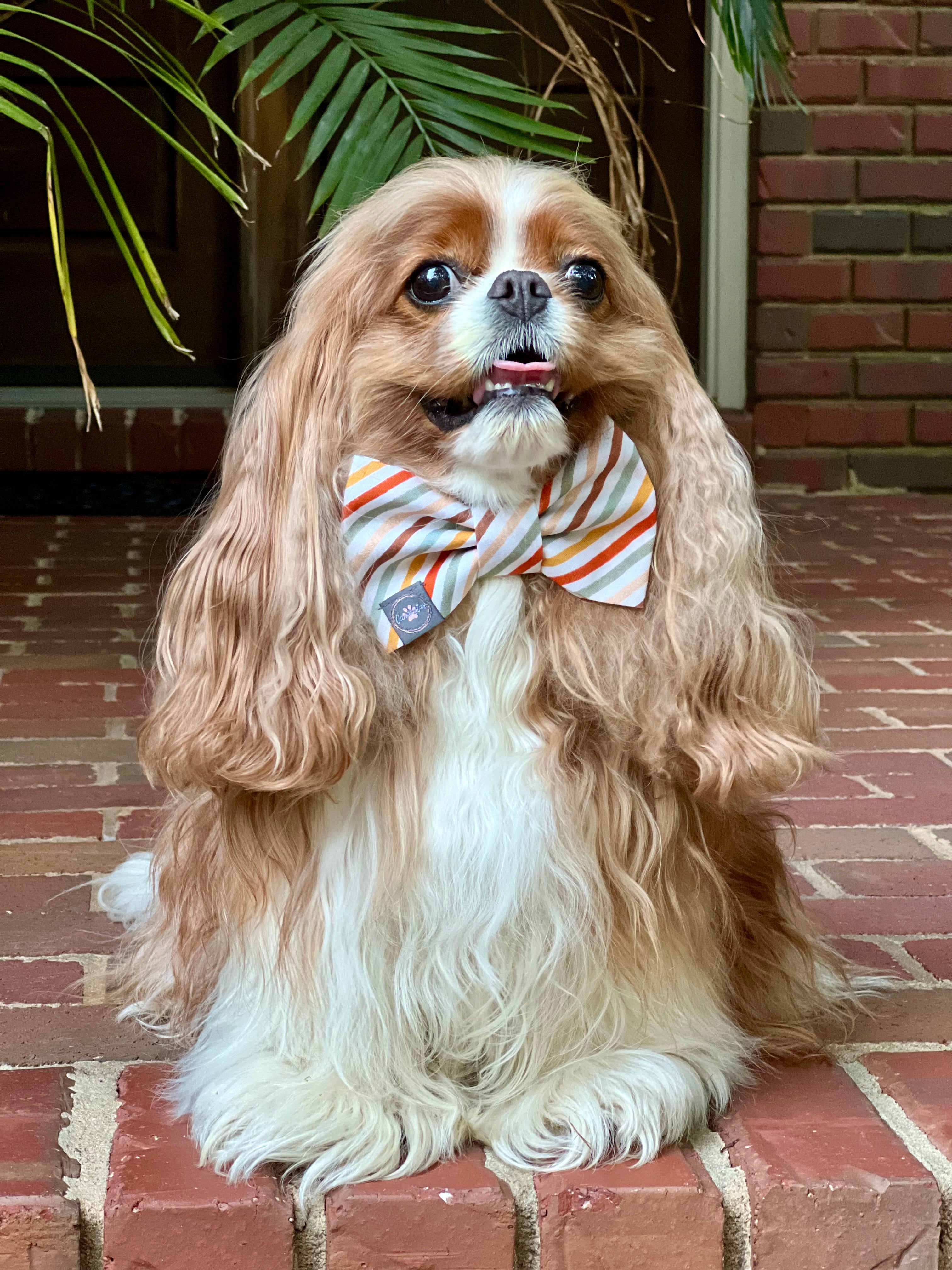 Dress to Impress Bow Tie - Fall Foliage & Fall Stripes