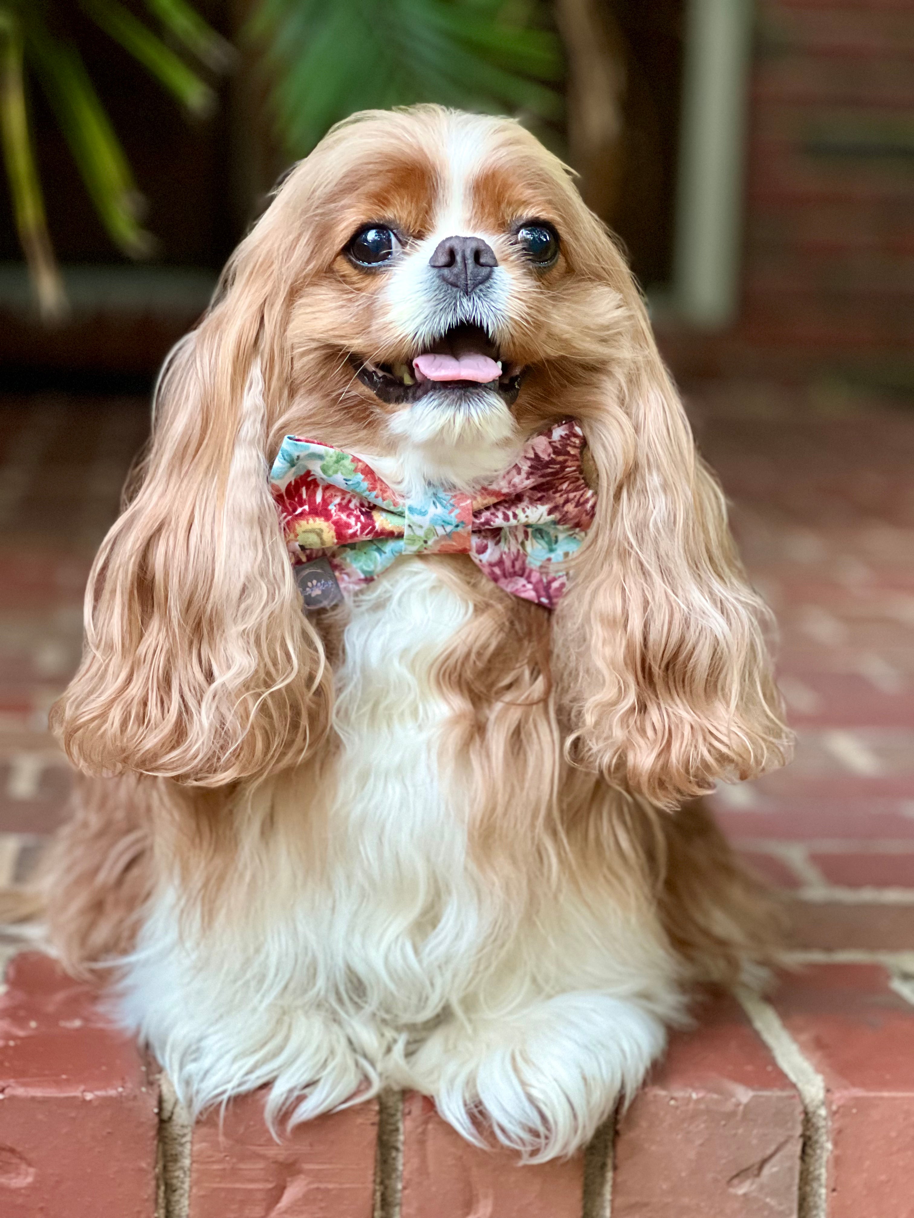 Dressed to Impress Bow Tie - Fall Garden & Fall Palette