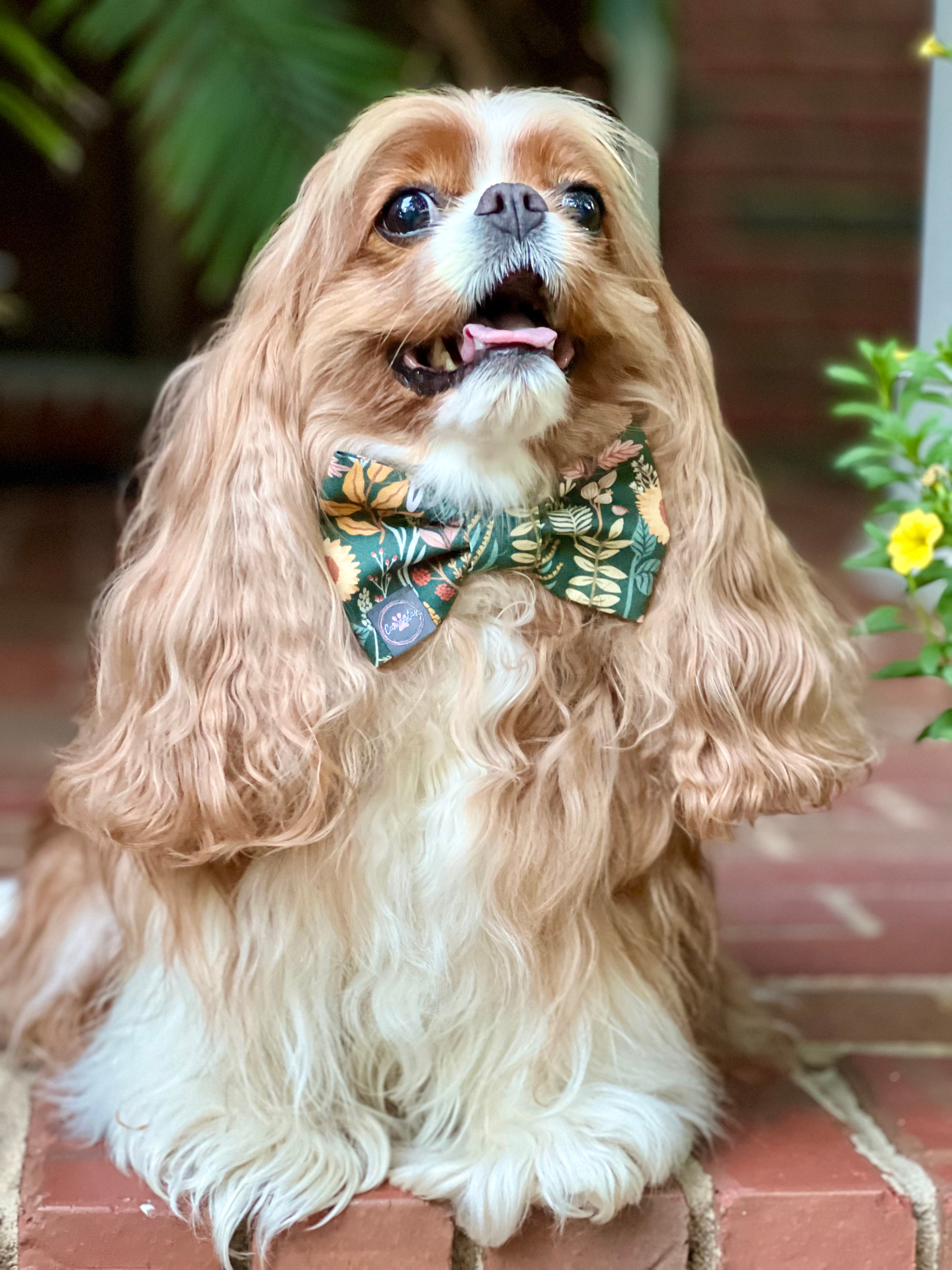 Dress to Impress Bow Tie - Fall Foliage & Fall Stripes