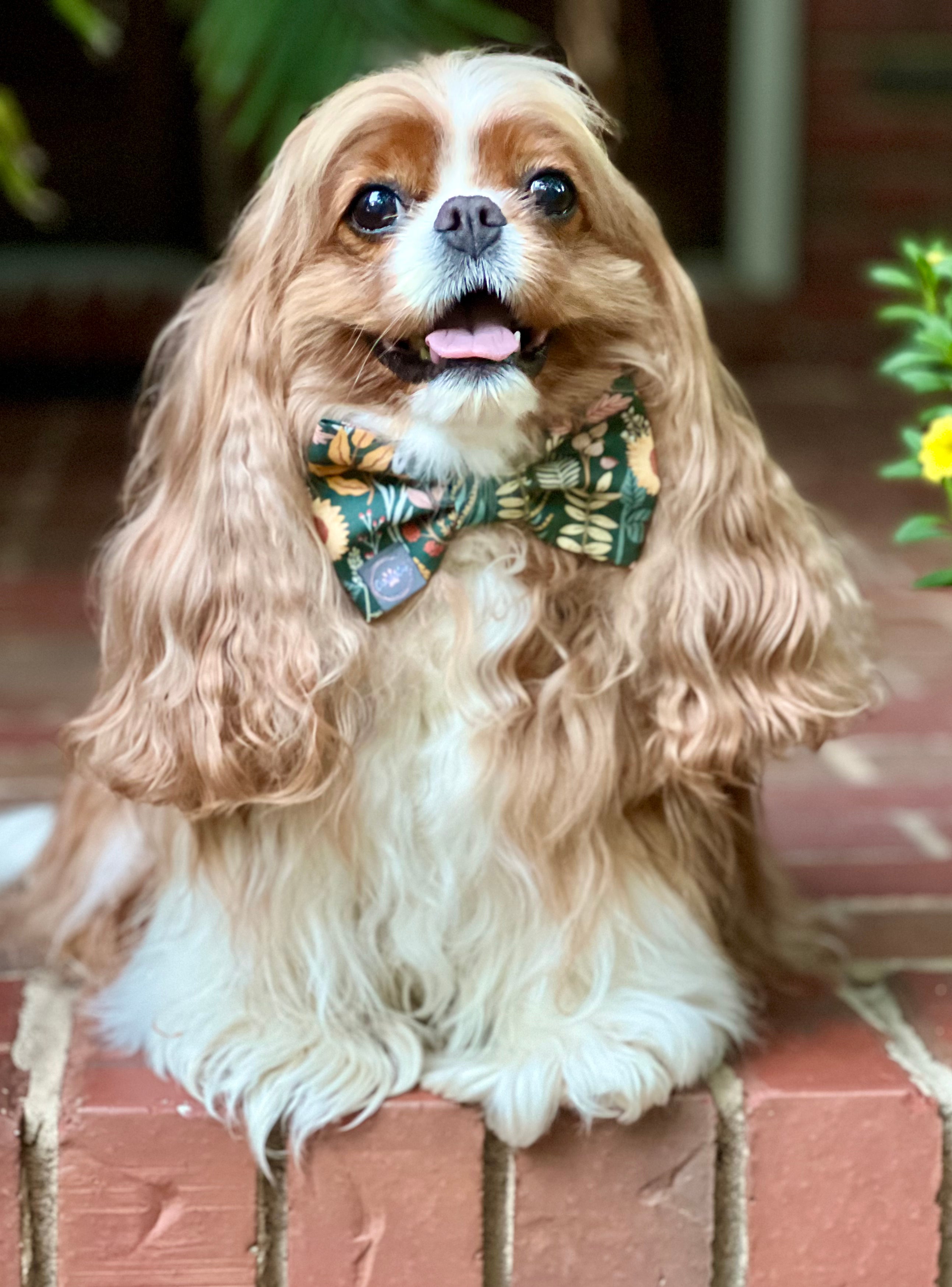 Dress to Impress Bow Tie - Fall Foliage & Fall Stripes